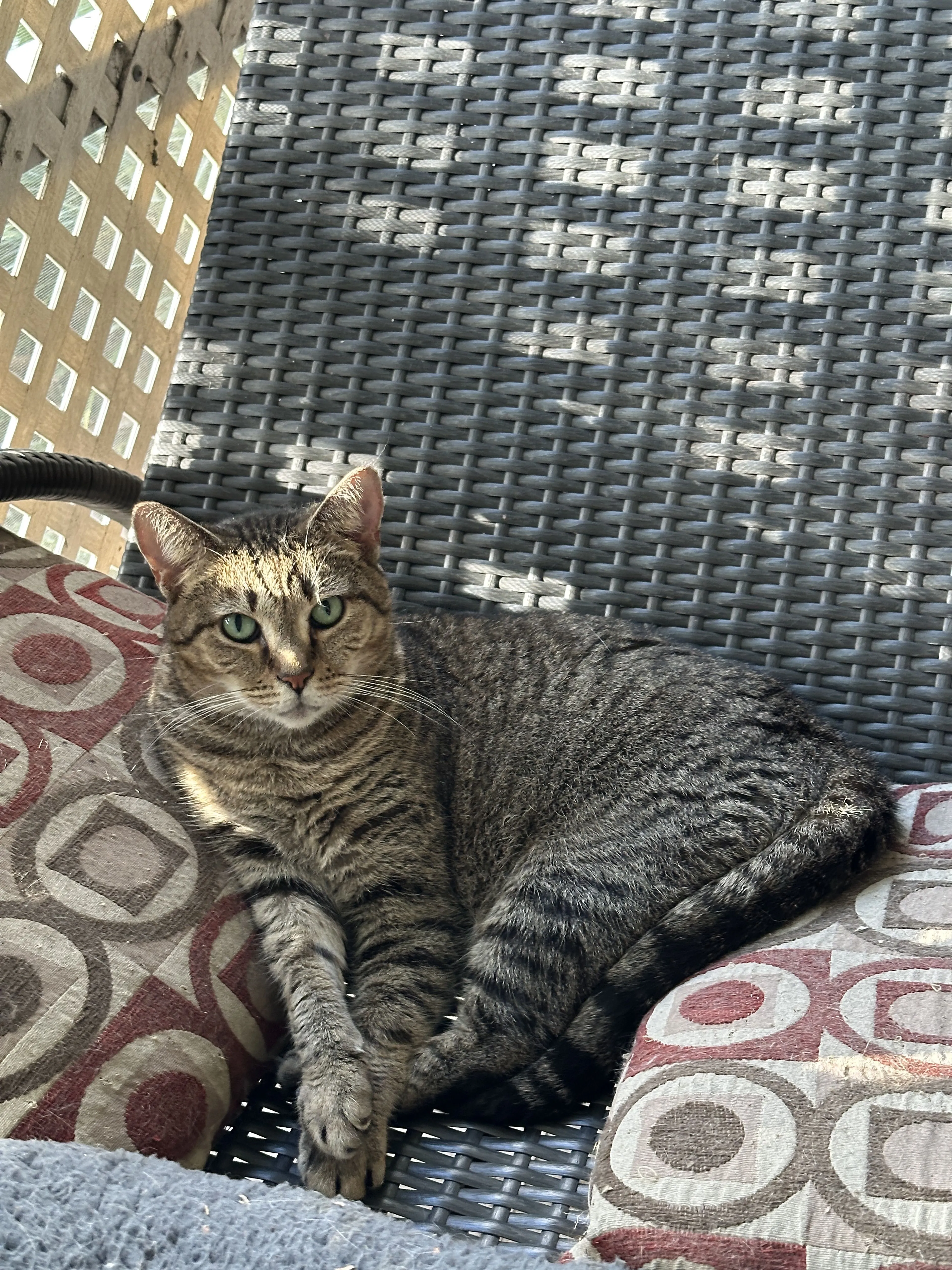 Lost pet-1