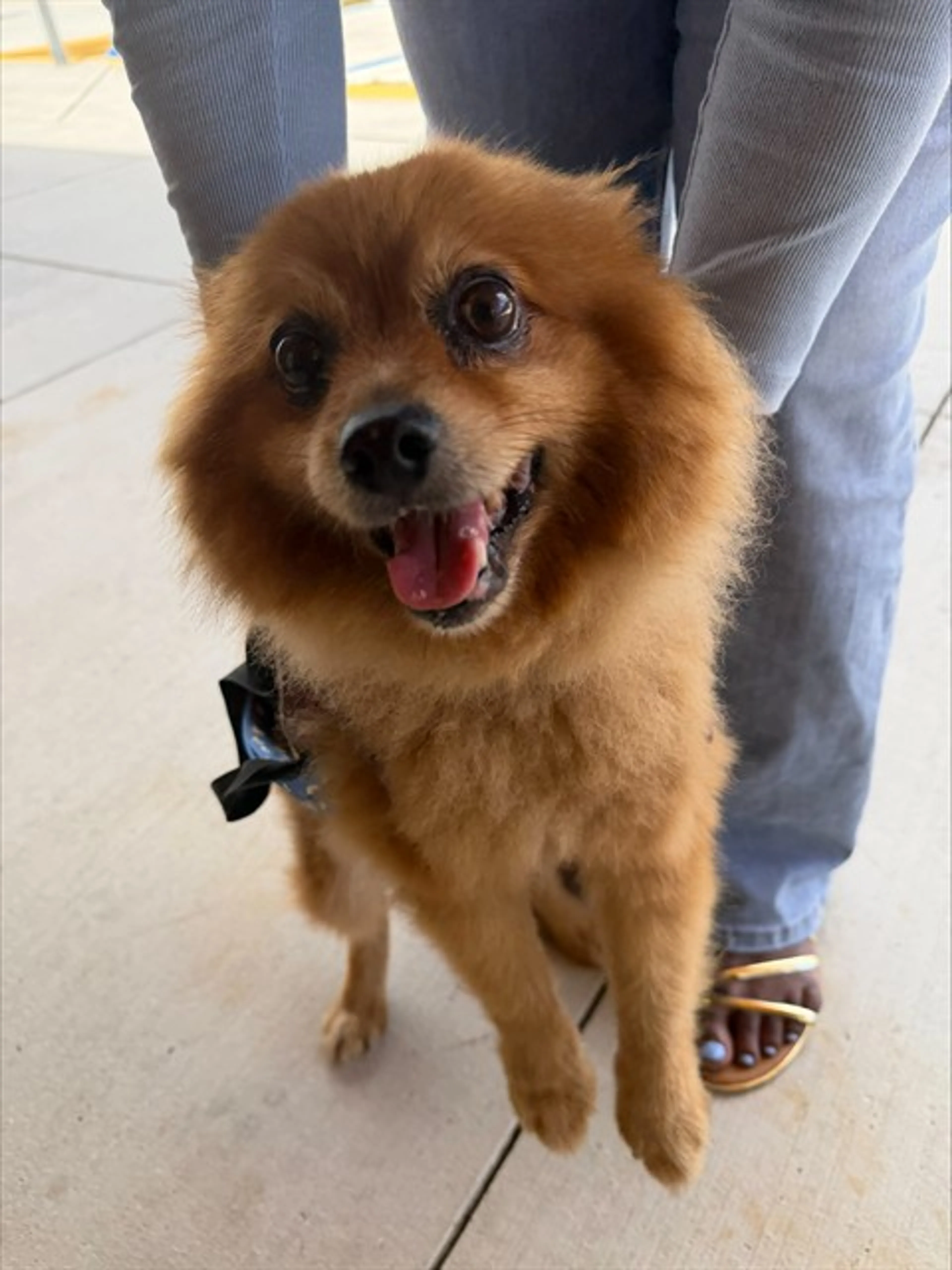 Found pet
