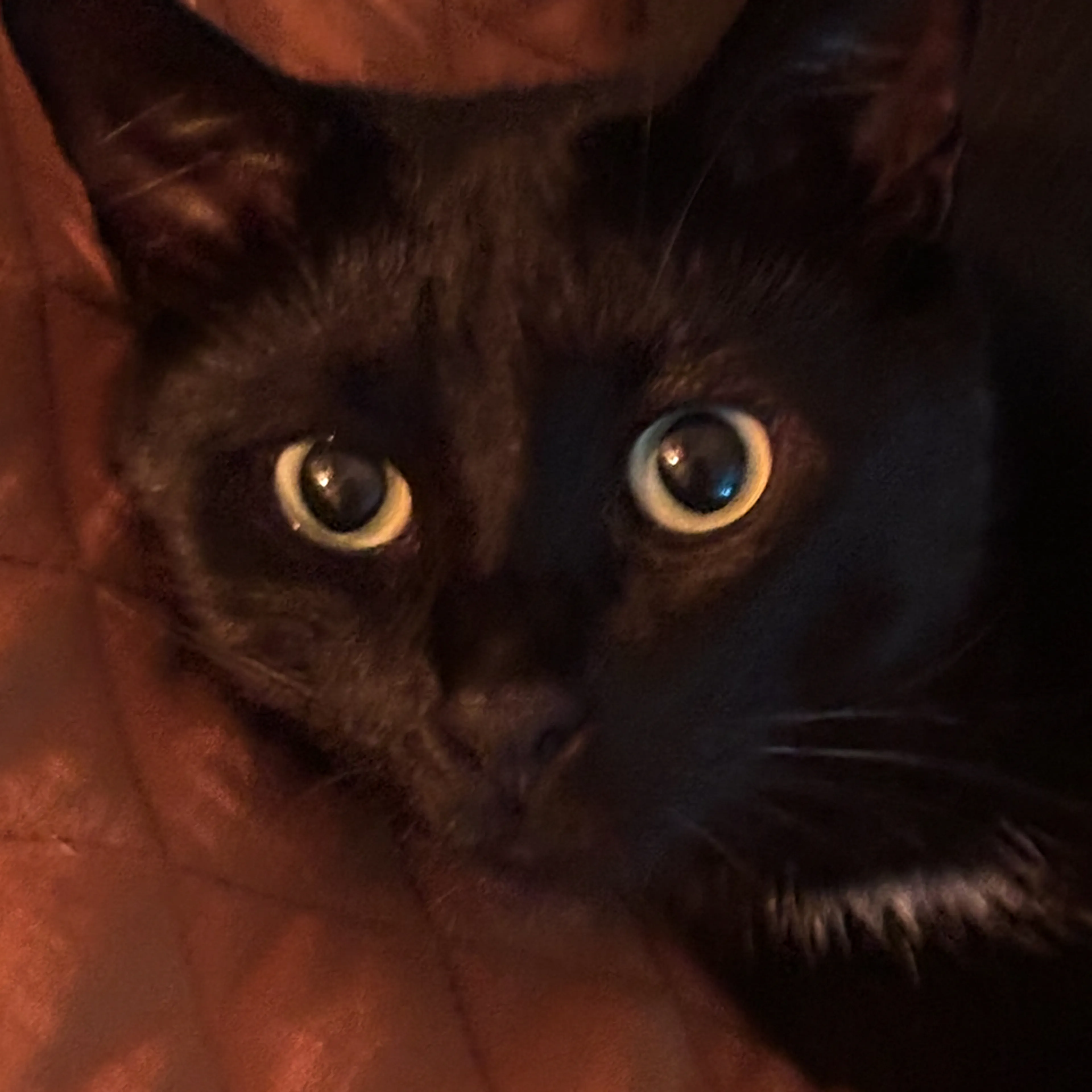 Lost pet-2