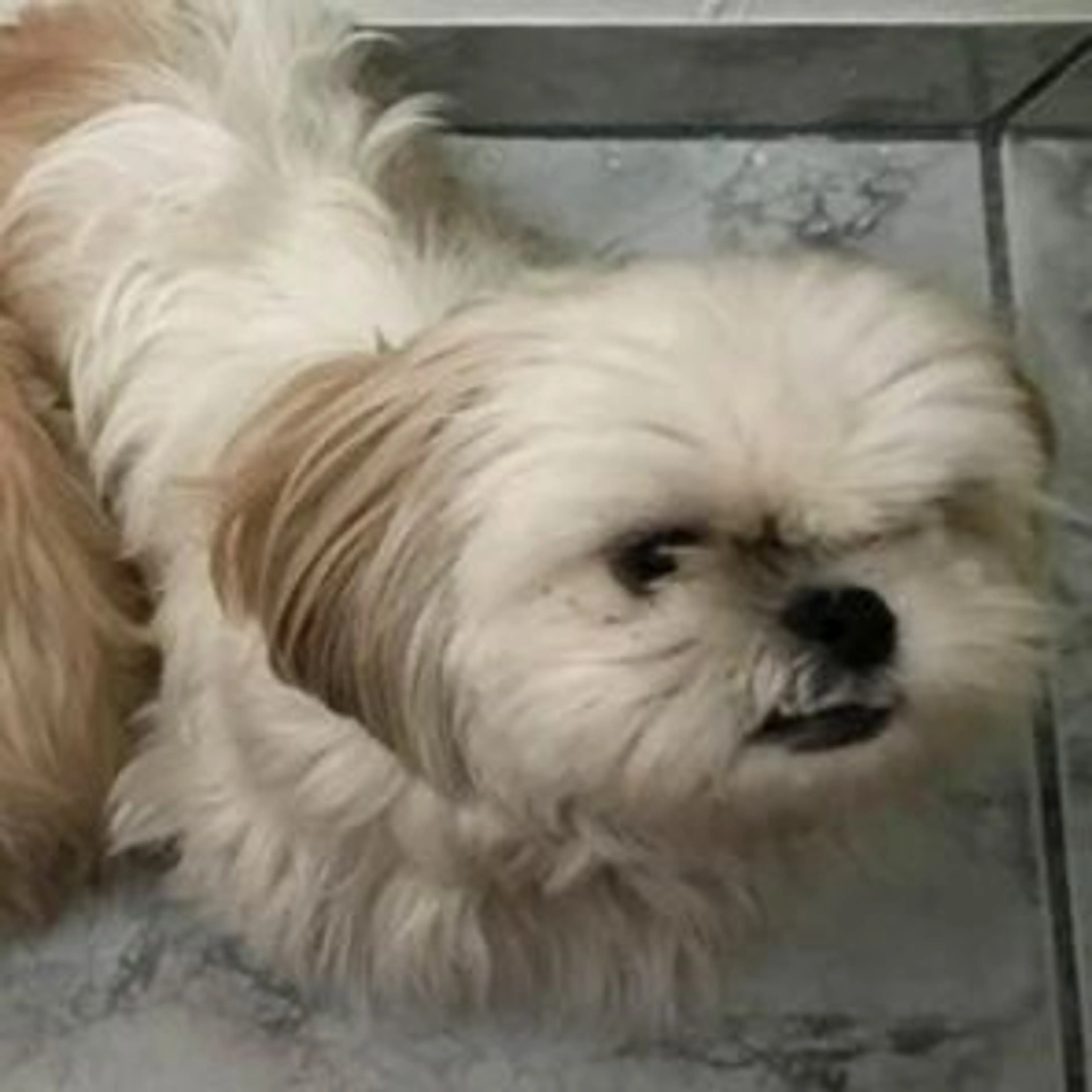 Lost pet