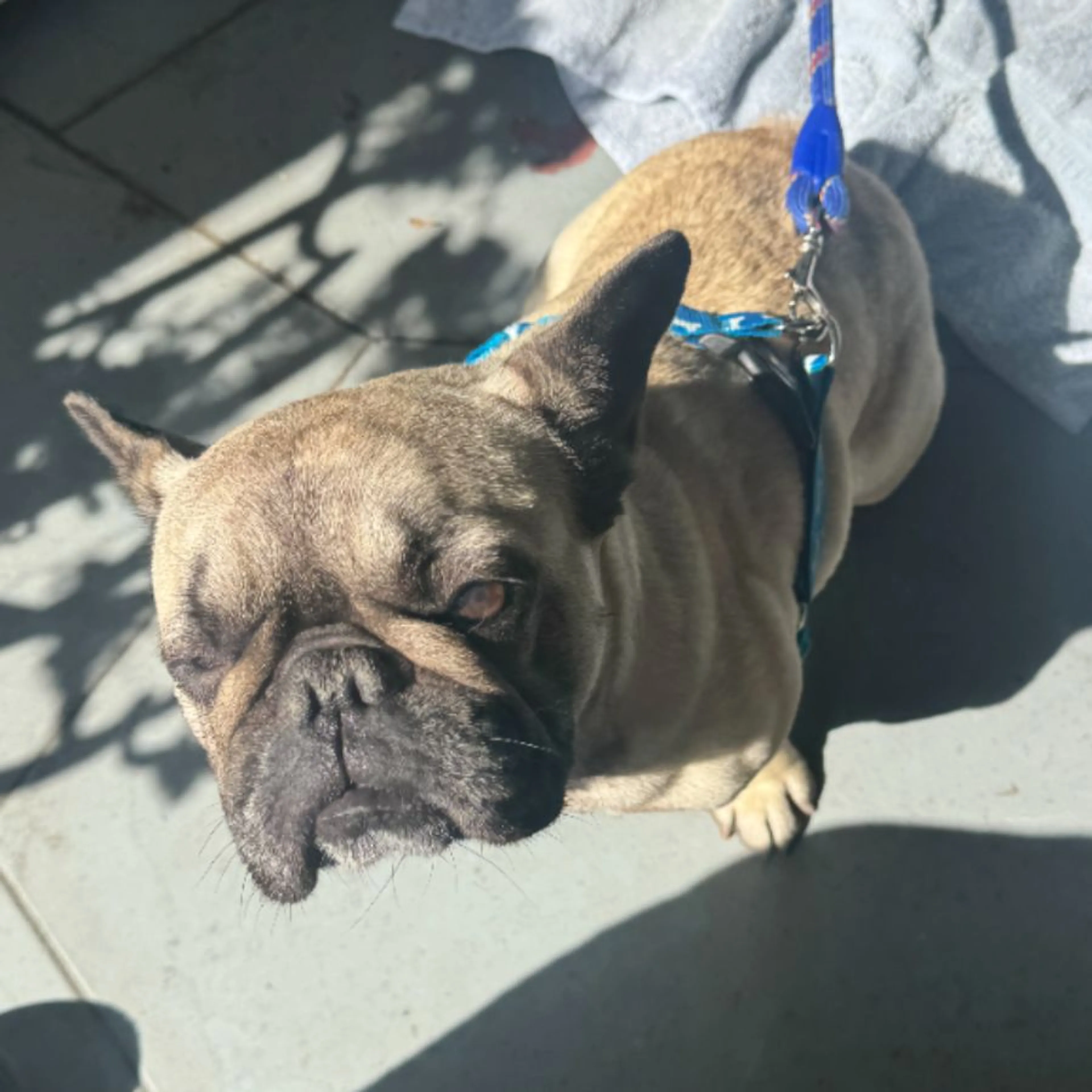 Found pet