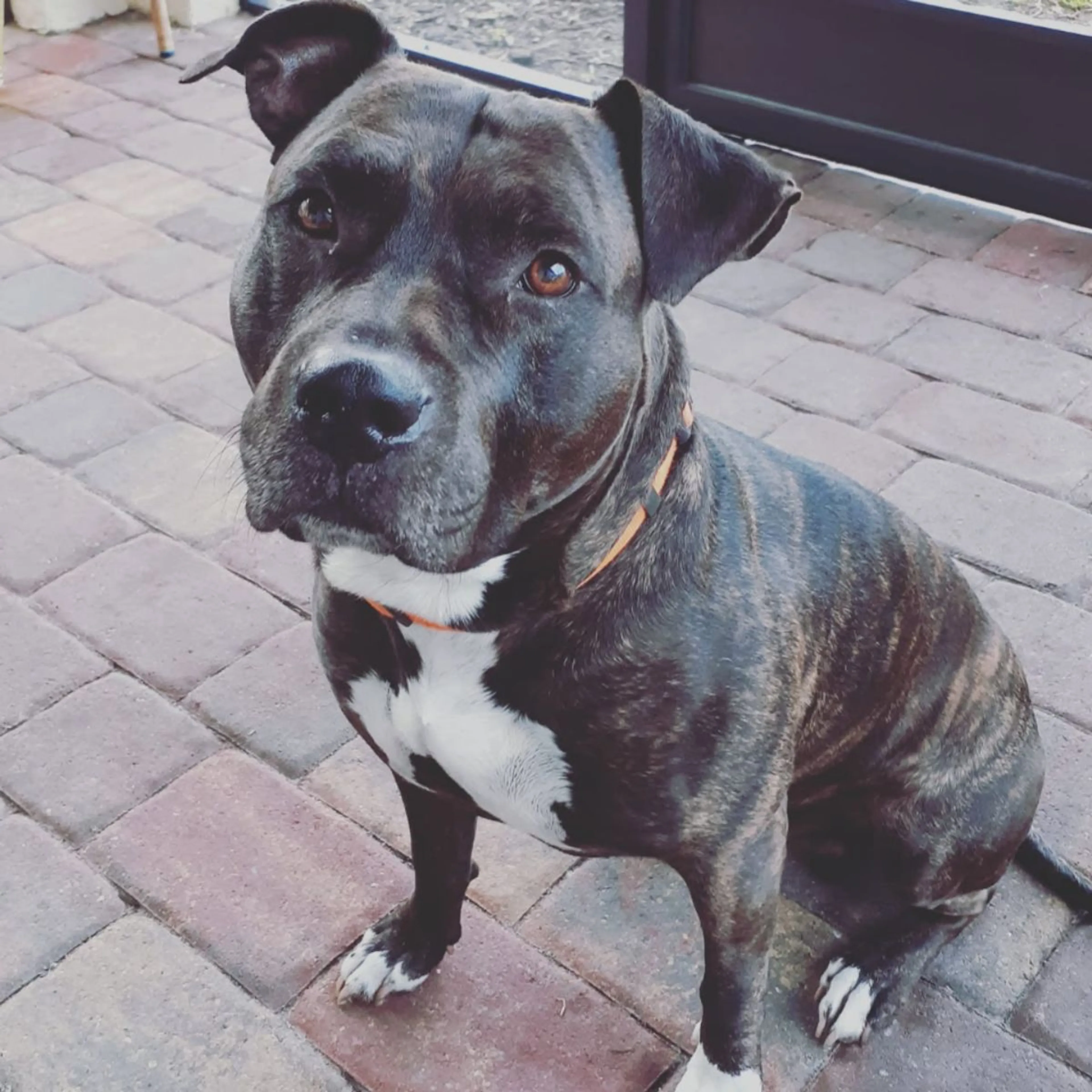 Lost pet