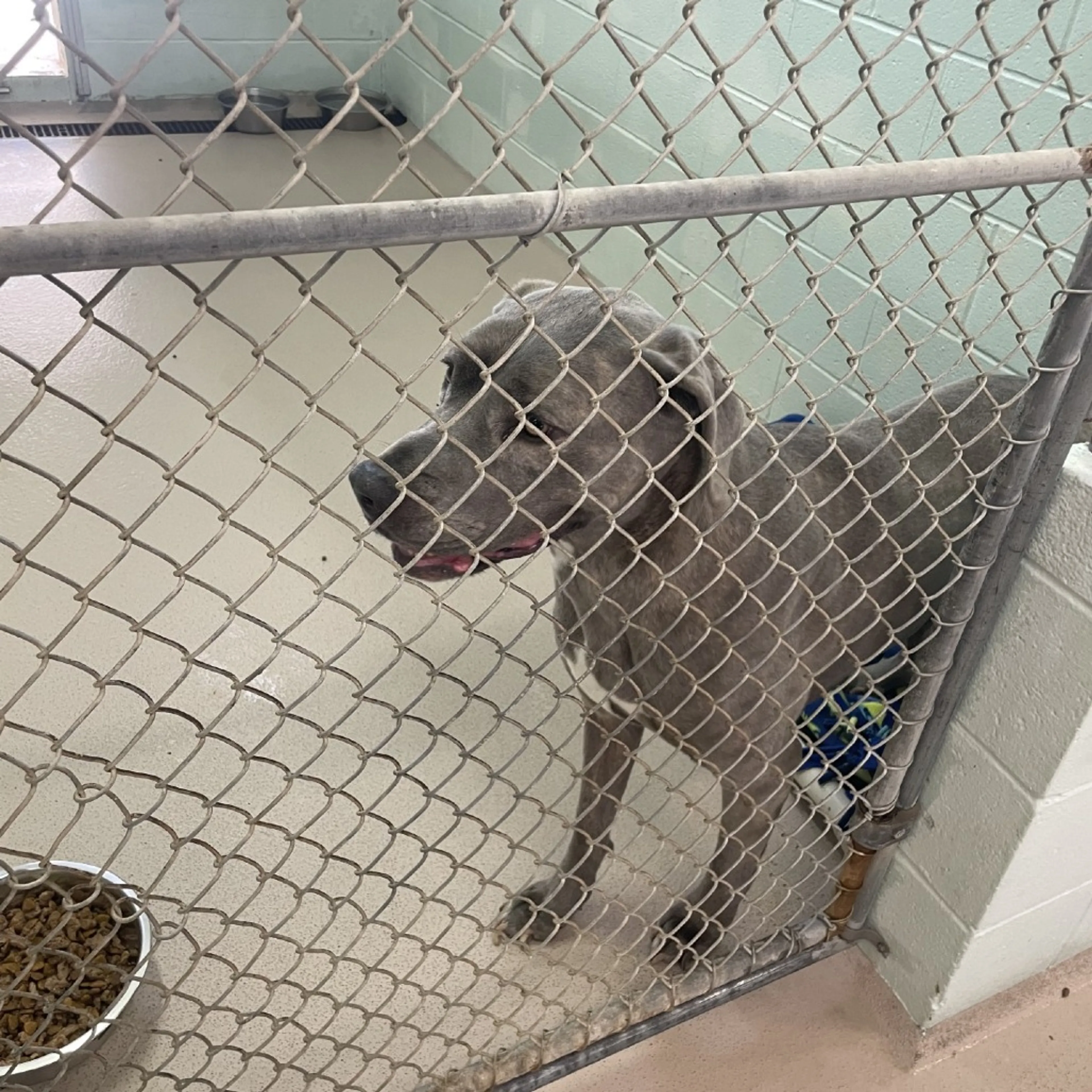 Found pet-1