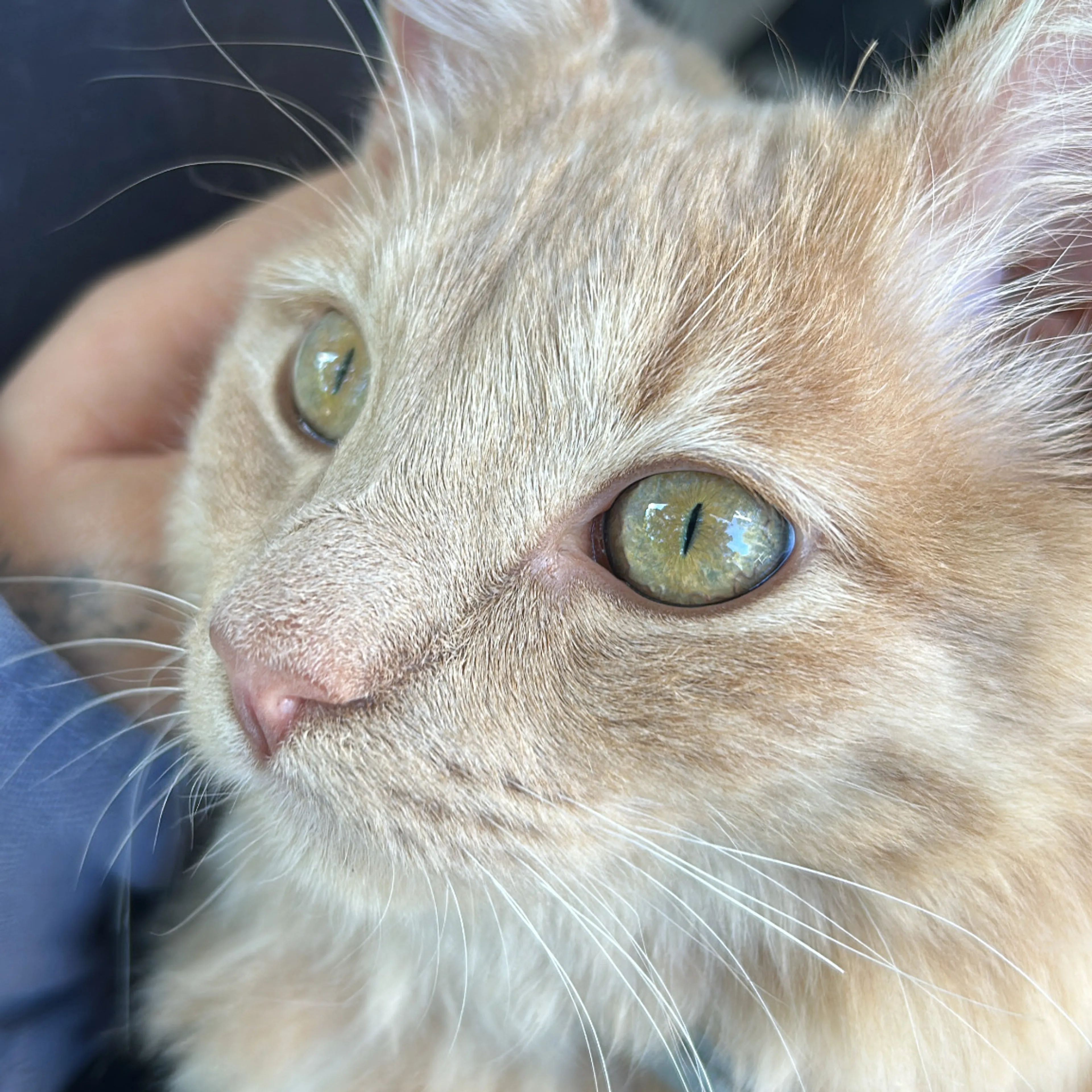 Lost pet-2