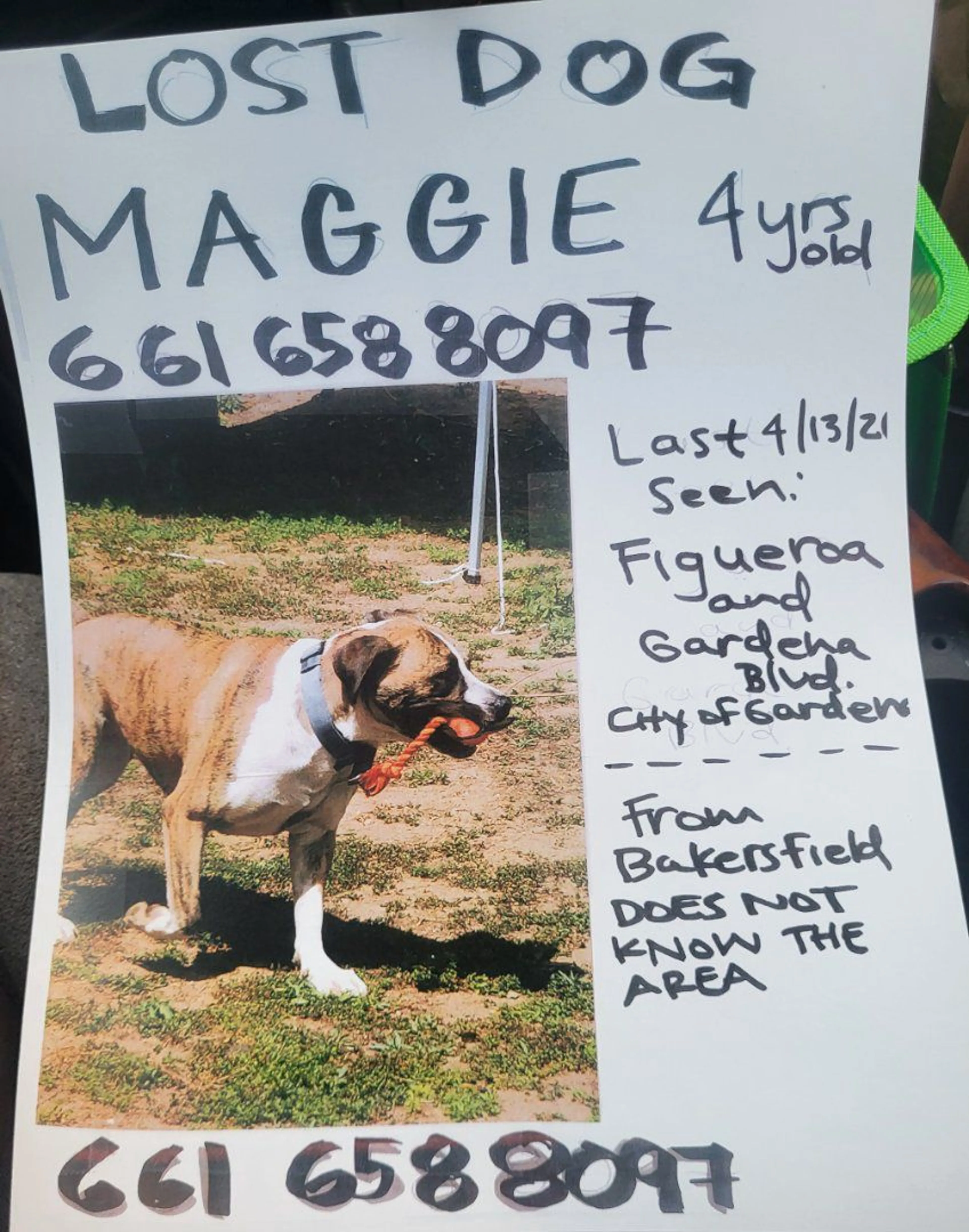 Lost pet