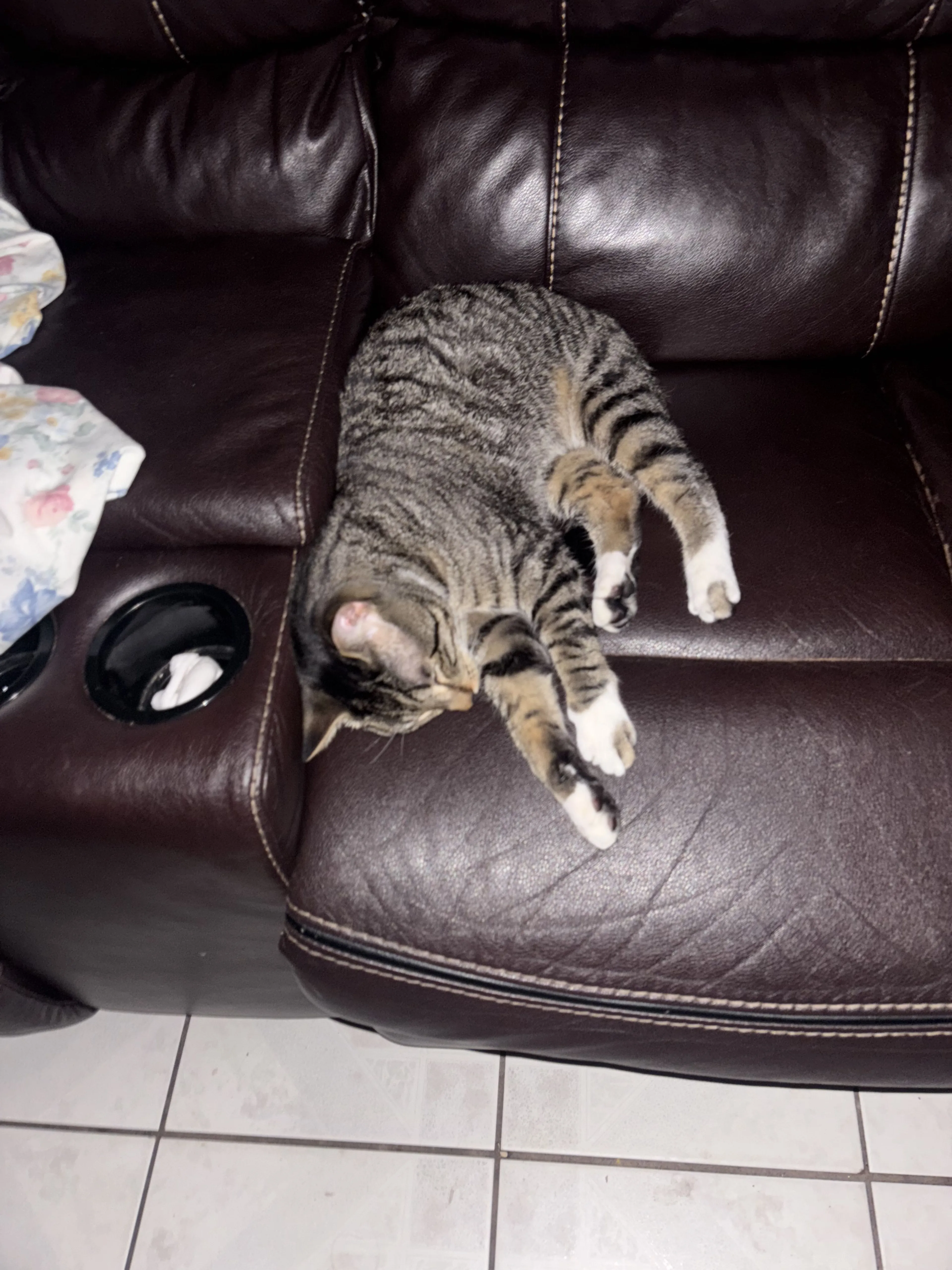 Lost pet-3