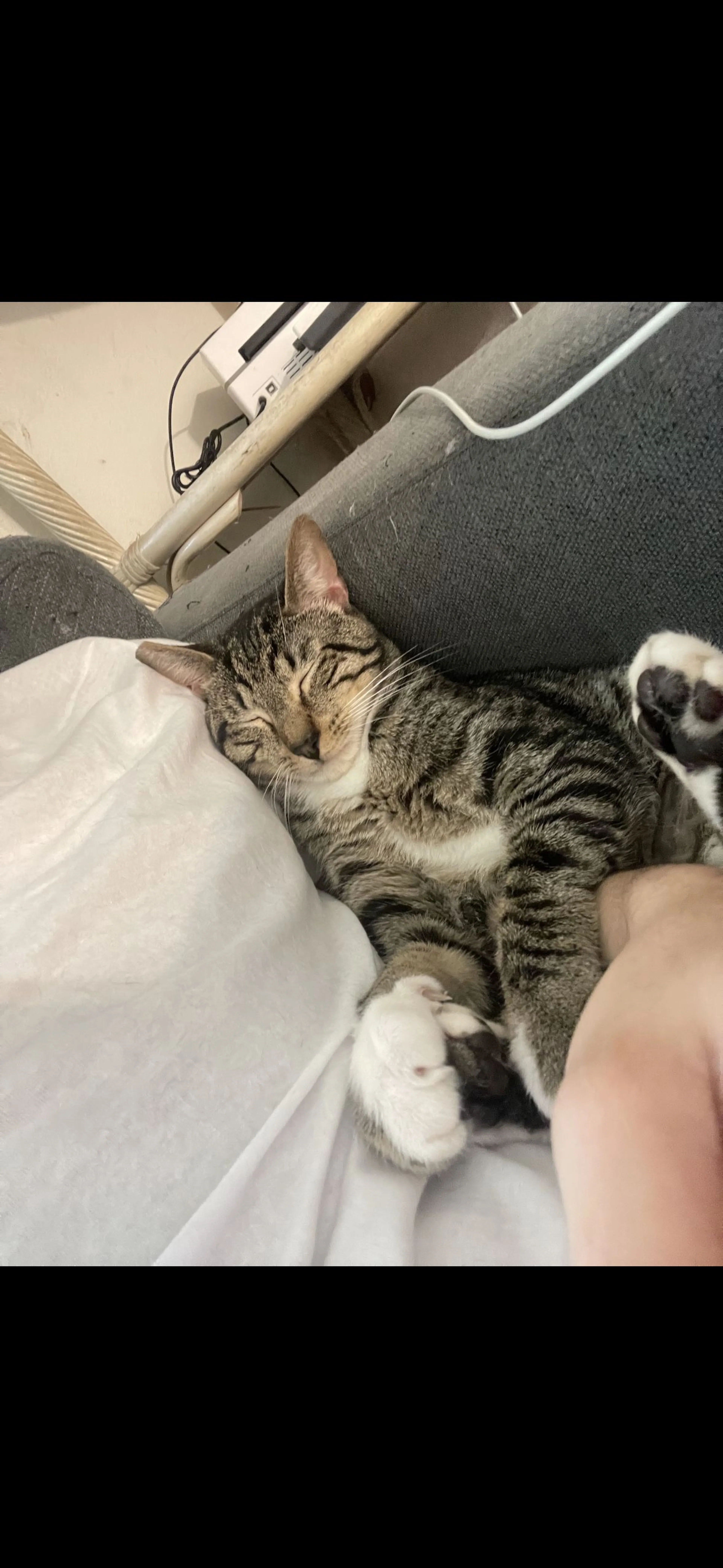 Lost pet-0