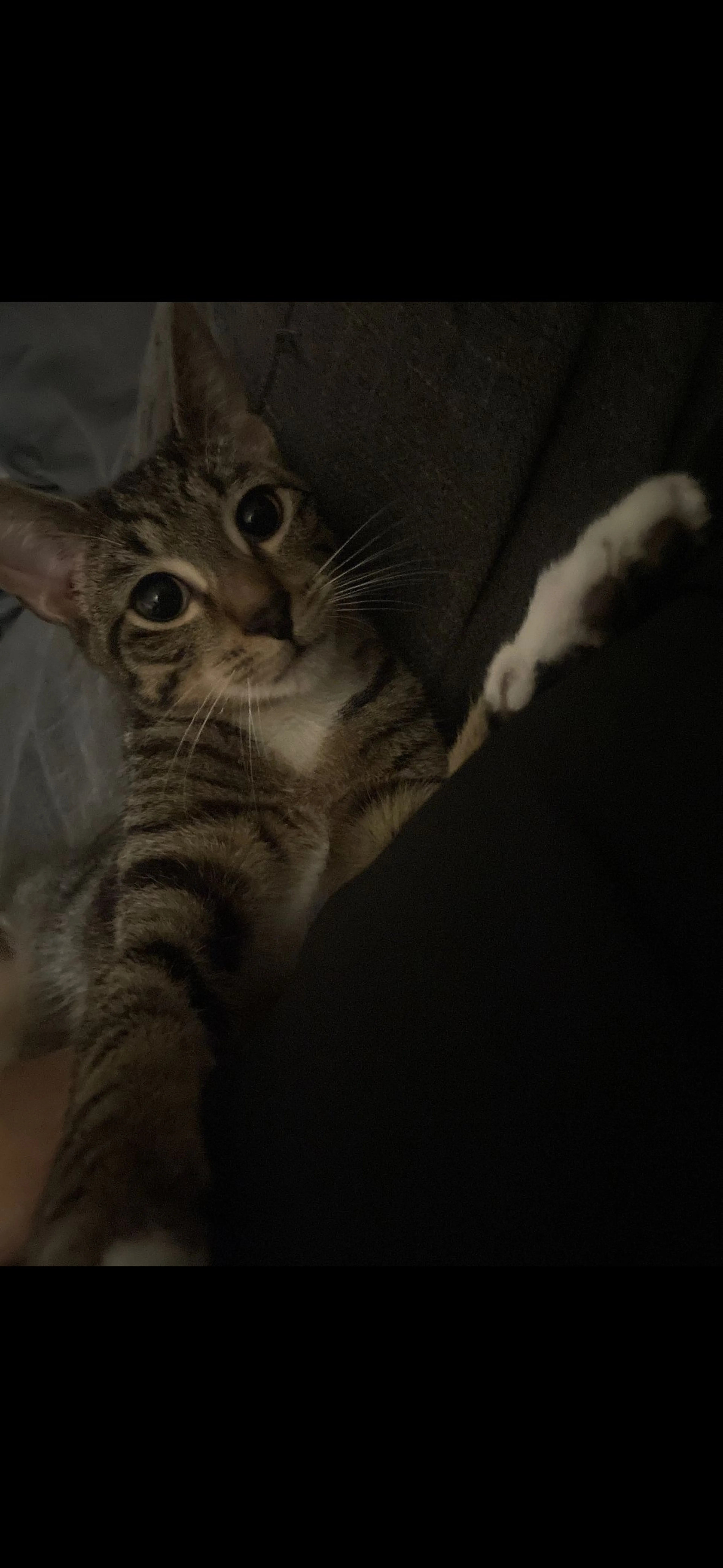 Lost pet-1