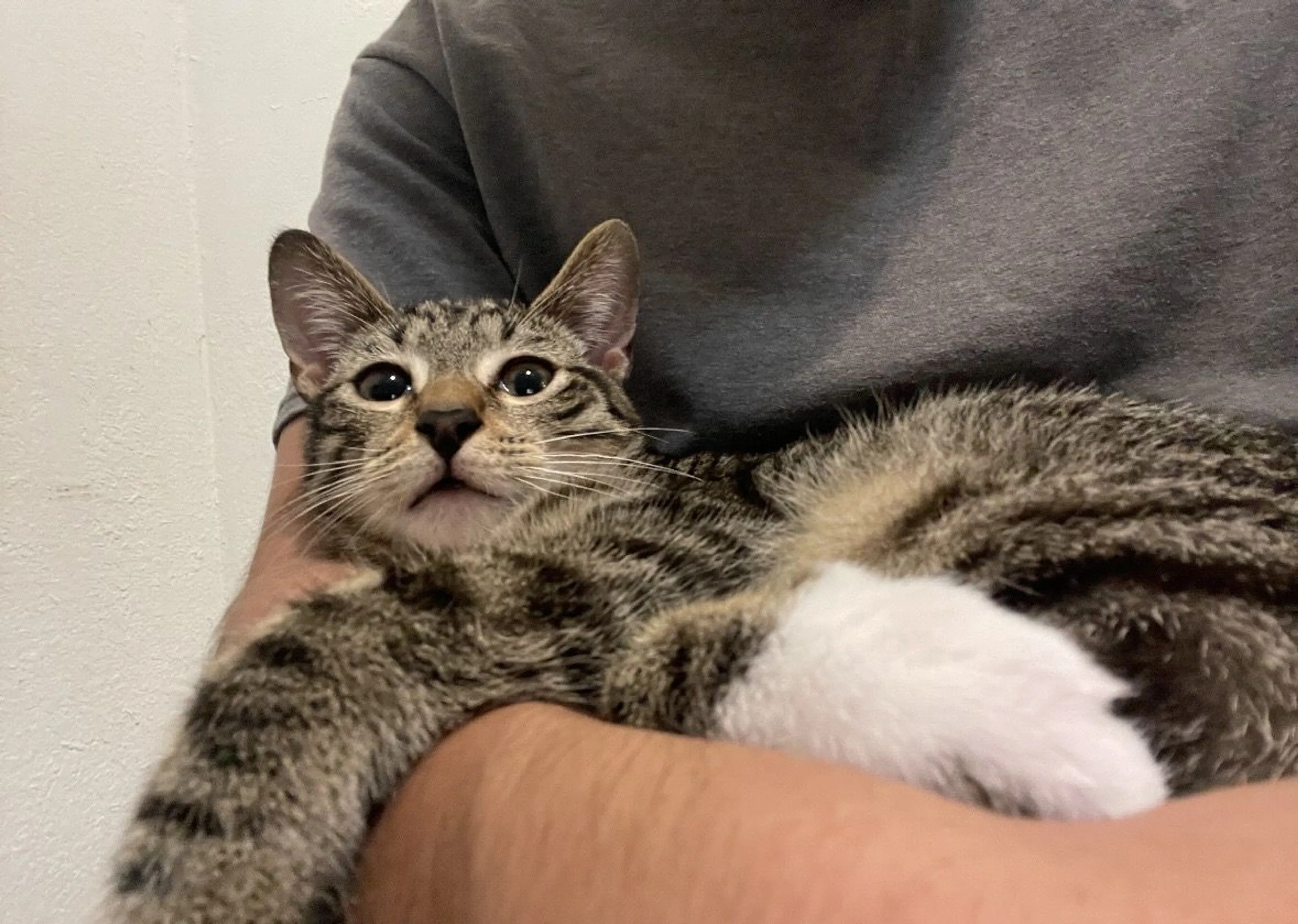 Lost pet-4