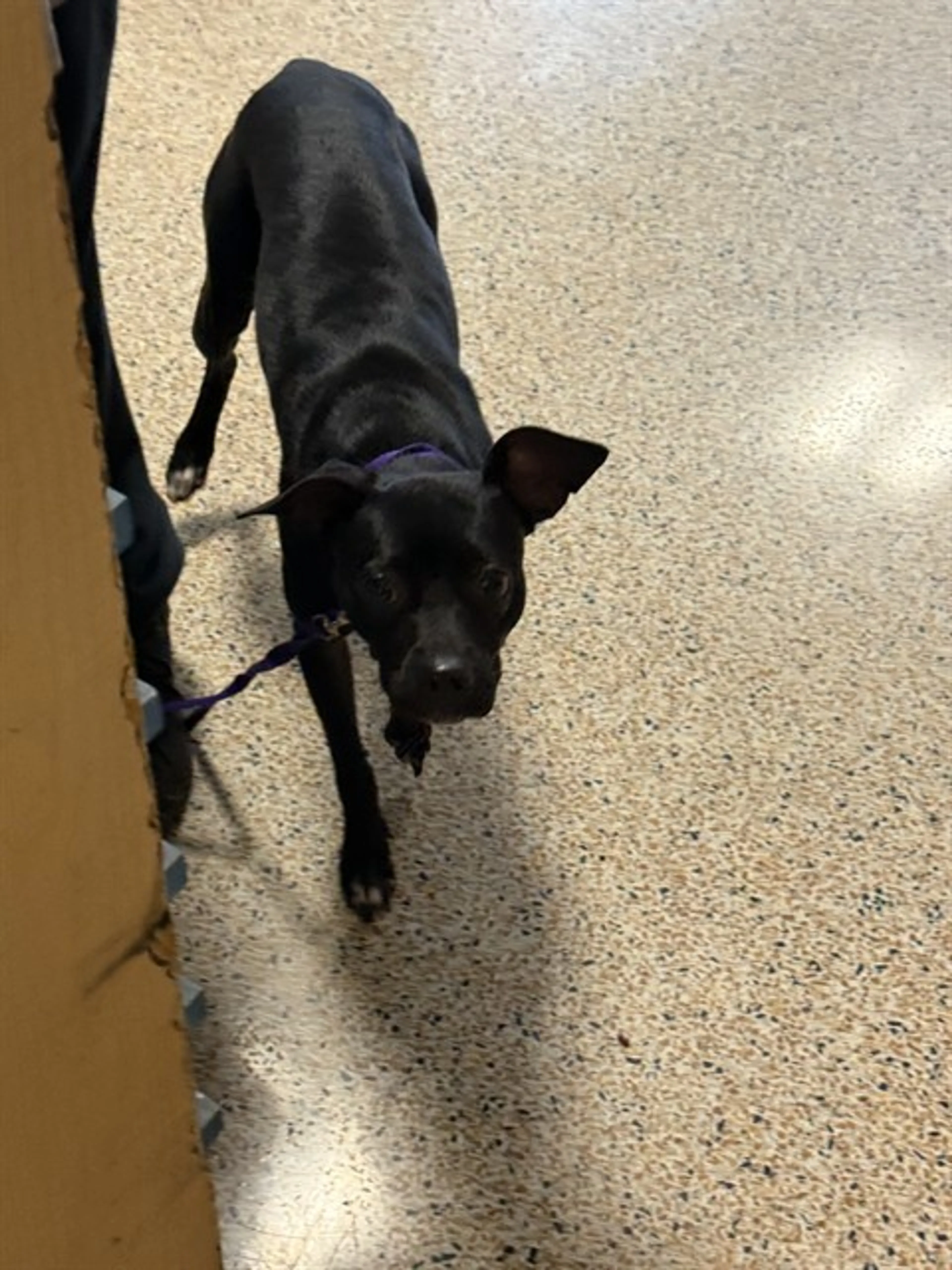 Found pet