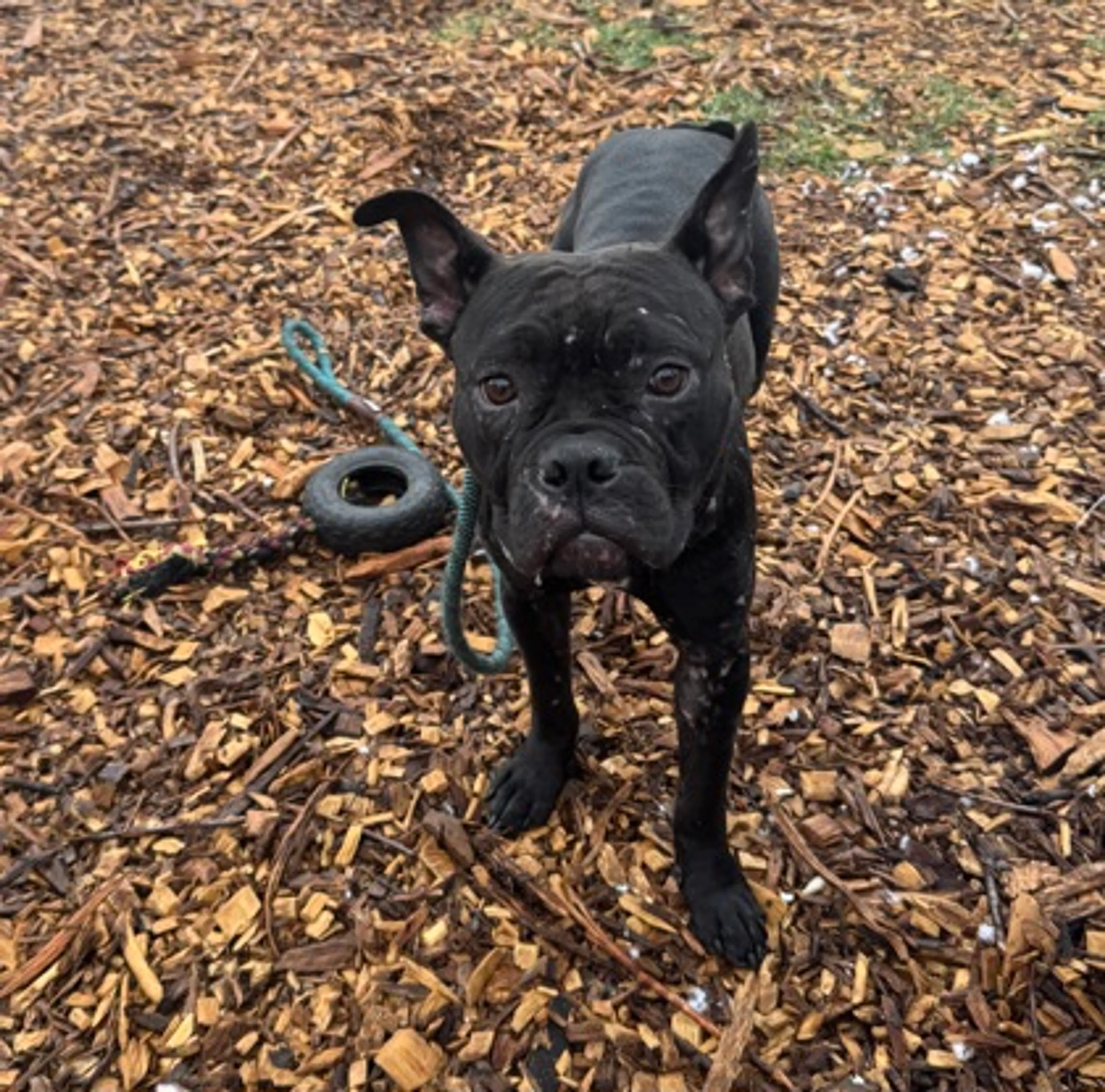 Found pet