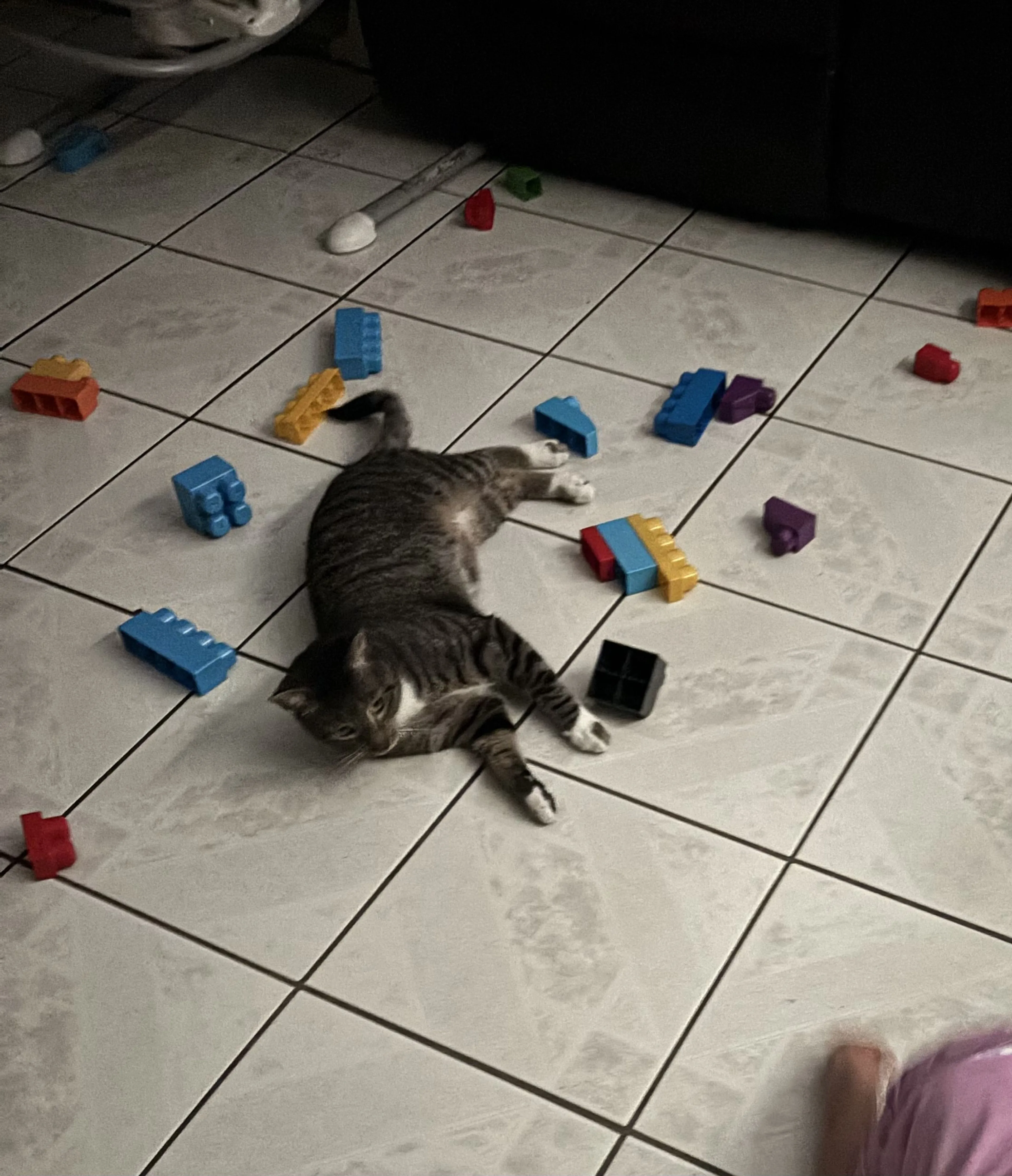 Lost pet-1