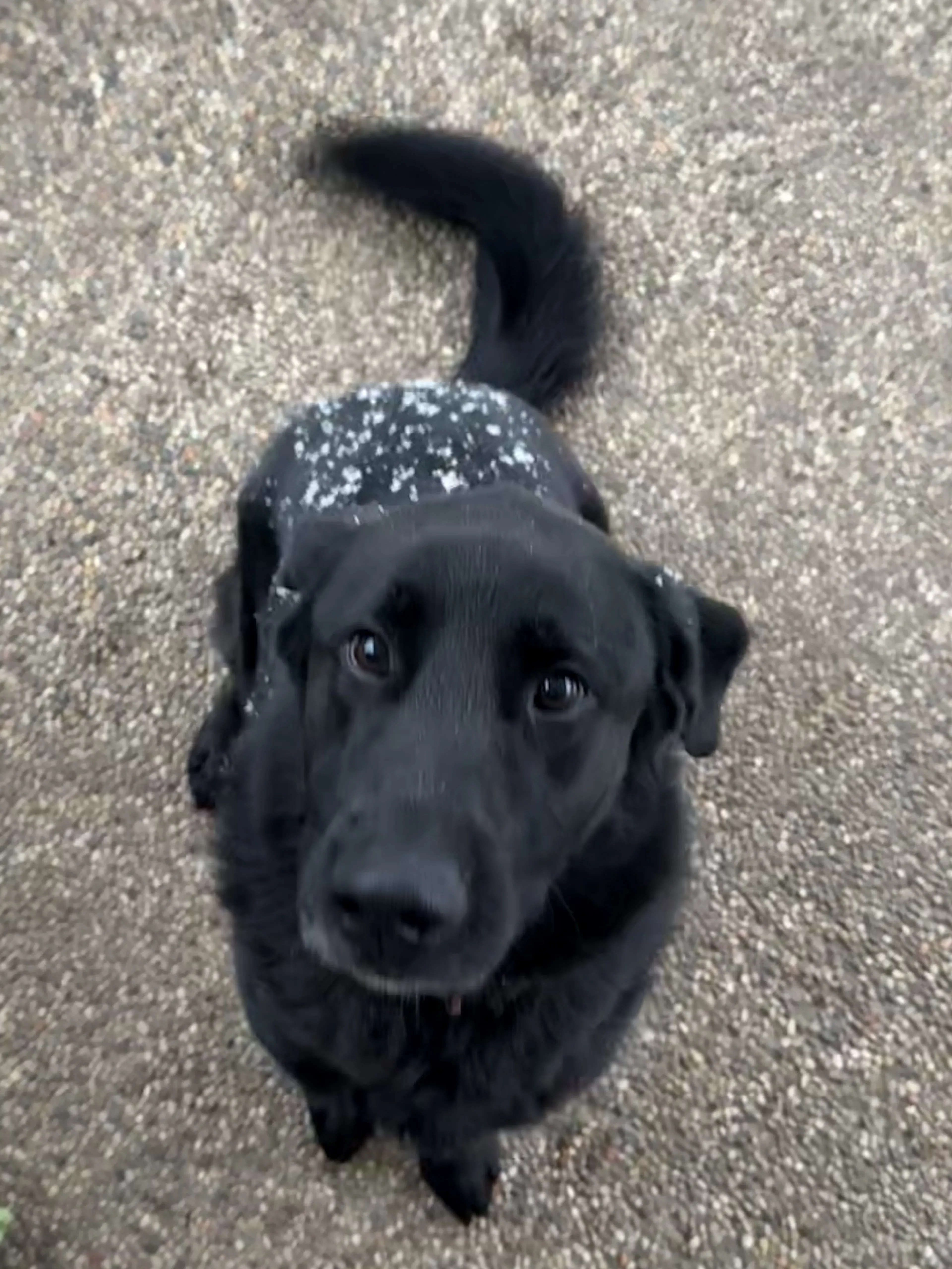 Lost pet-2