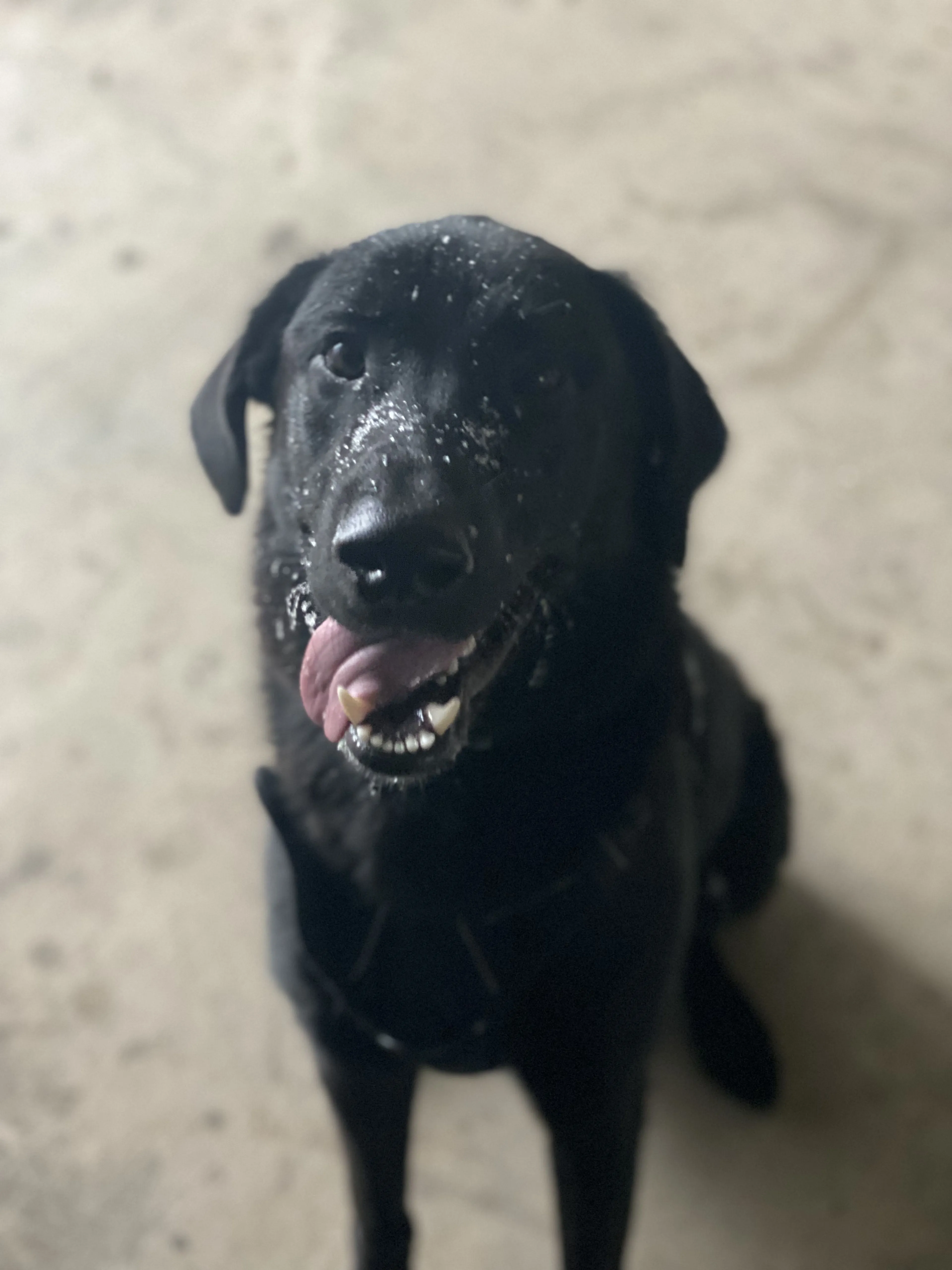 Lost pet-0