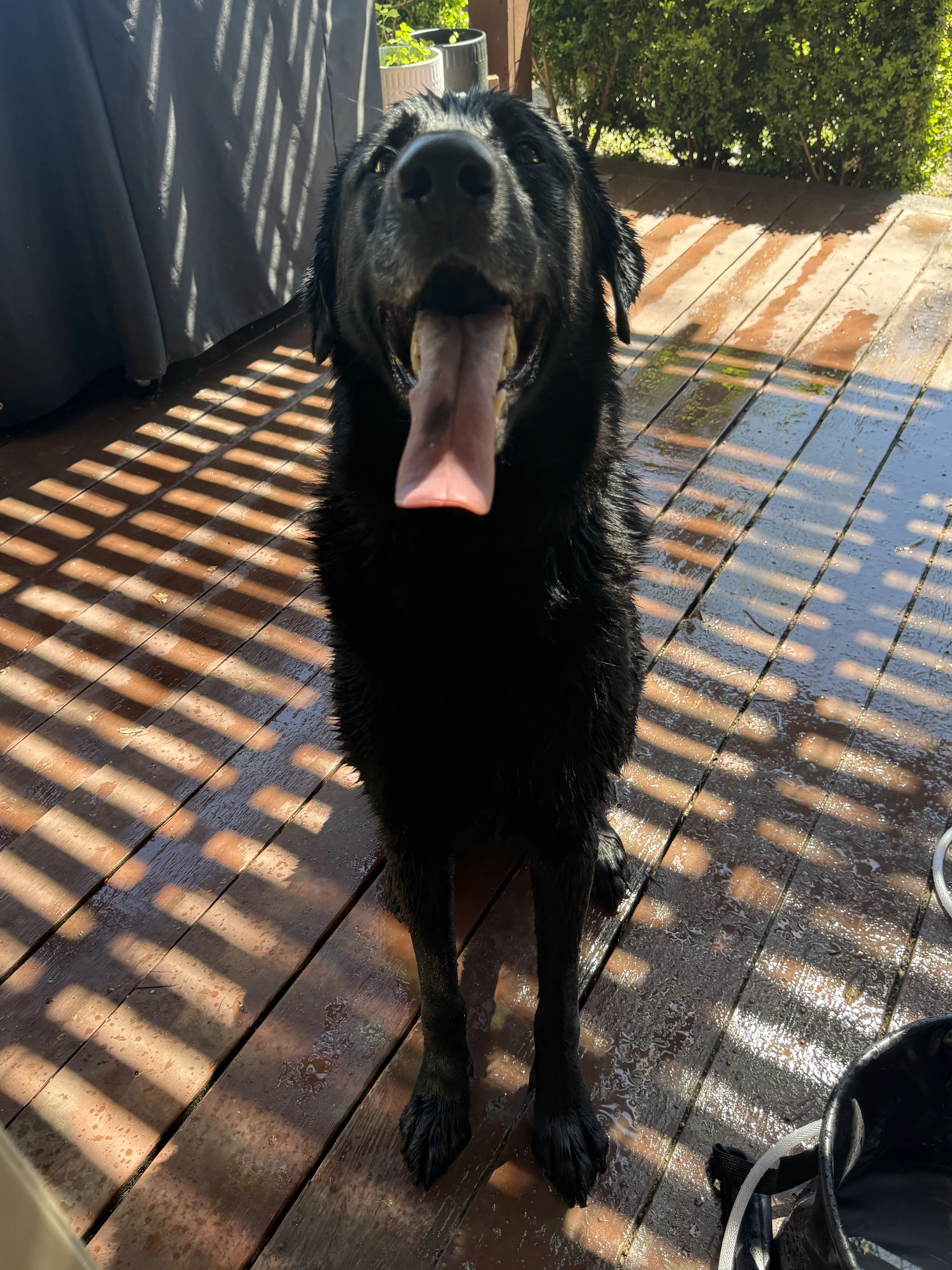 Lost pet-1