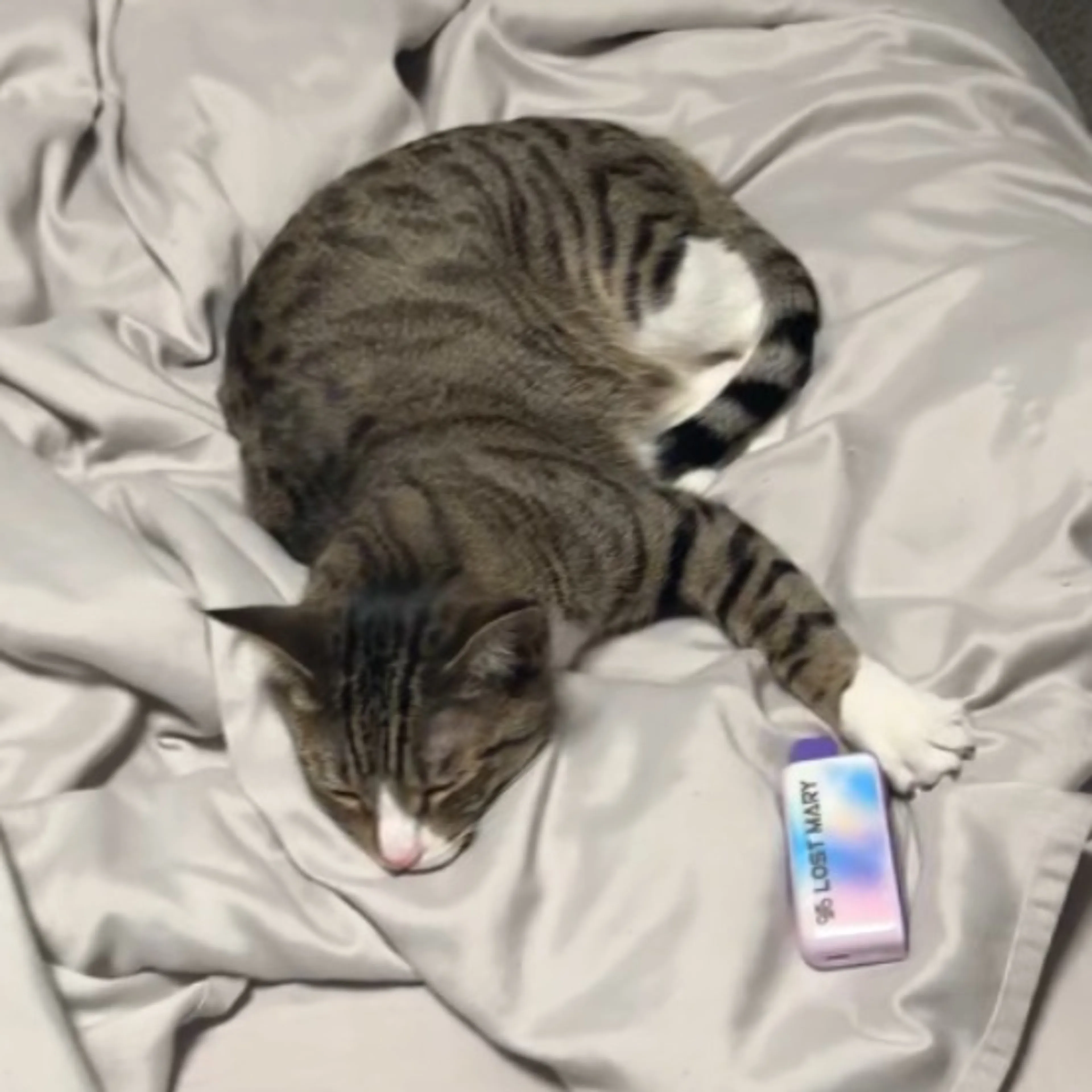 Lost pet