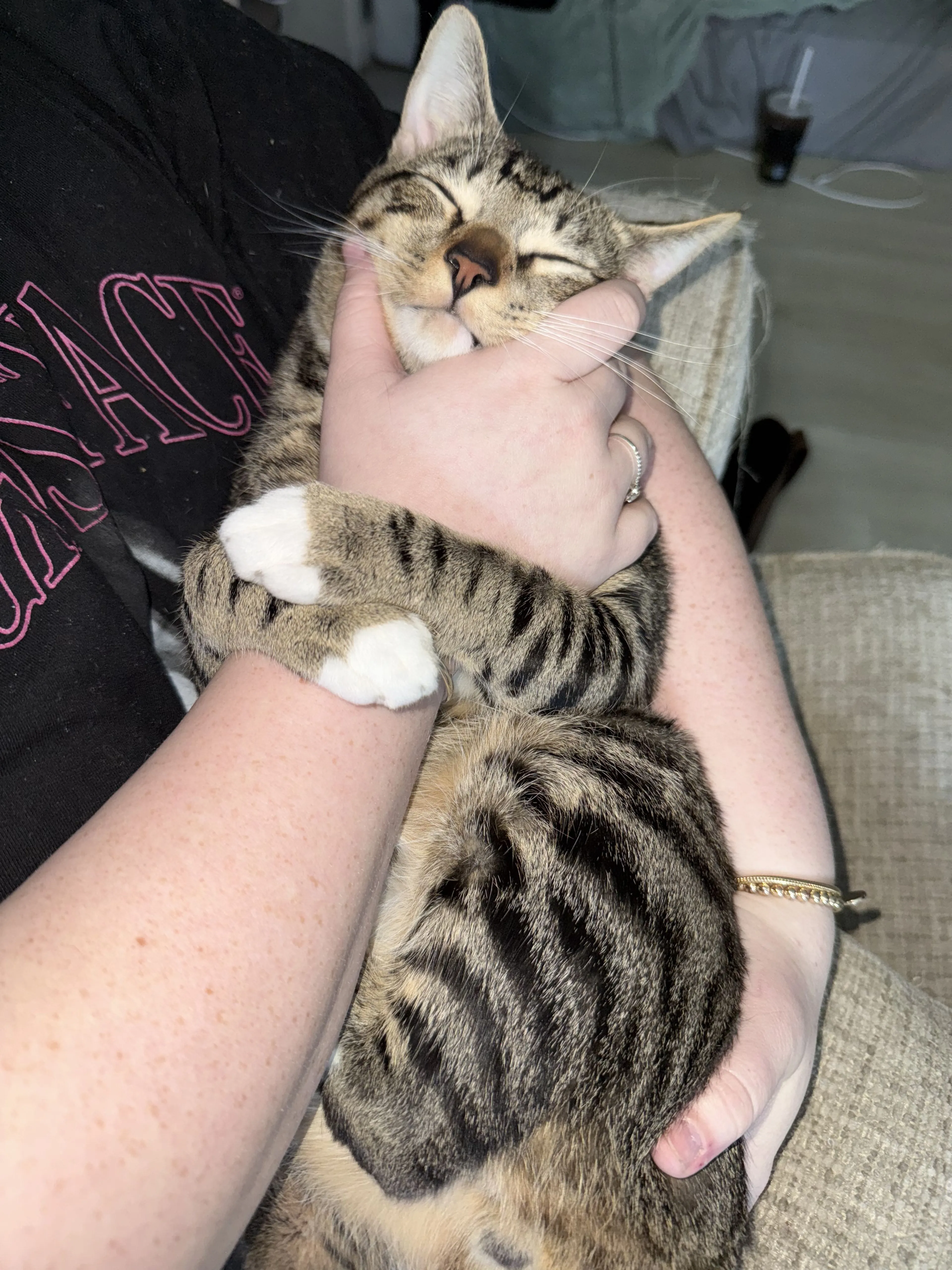 Lost pet