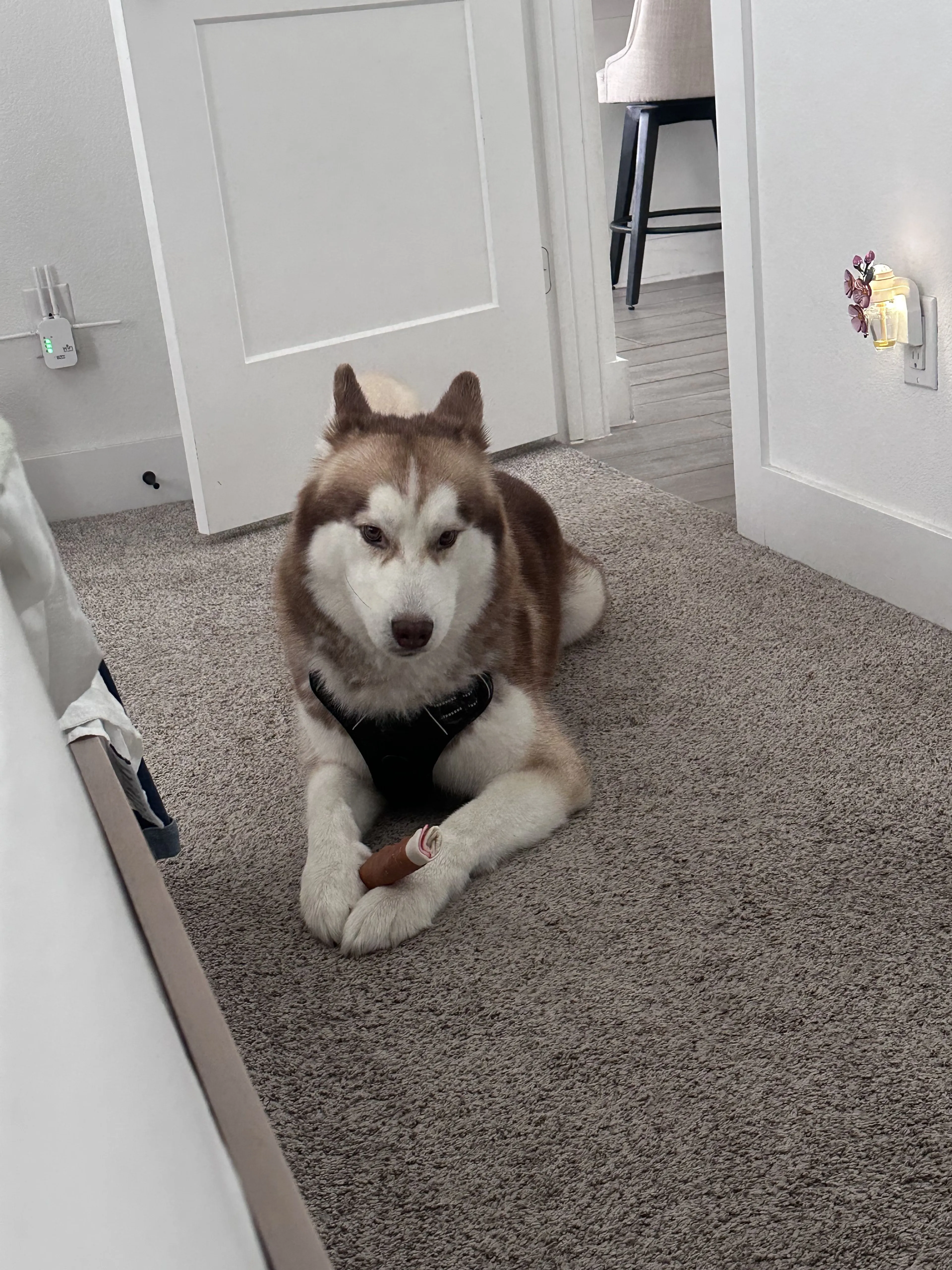 Lost pet