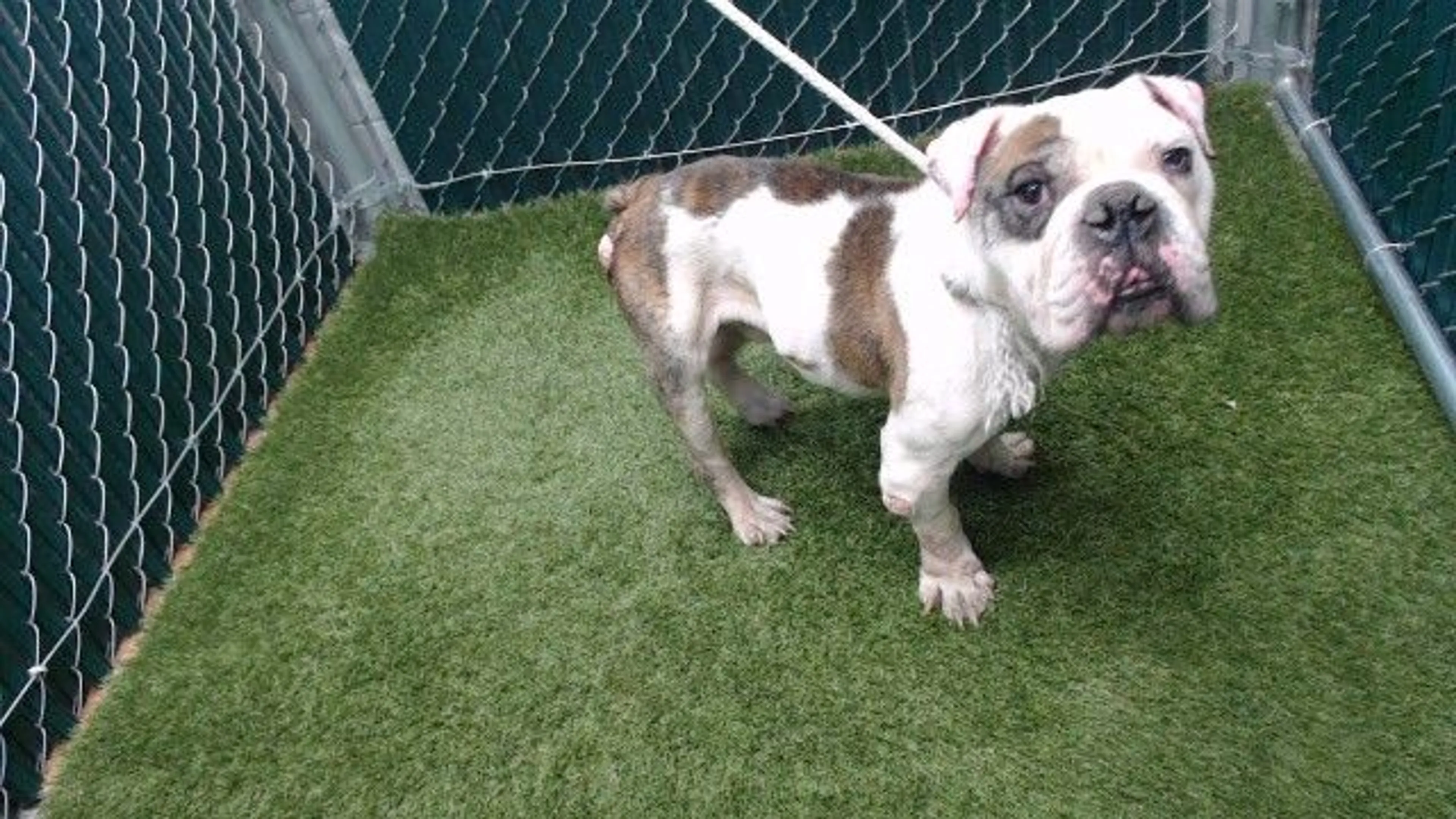 Found pet