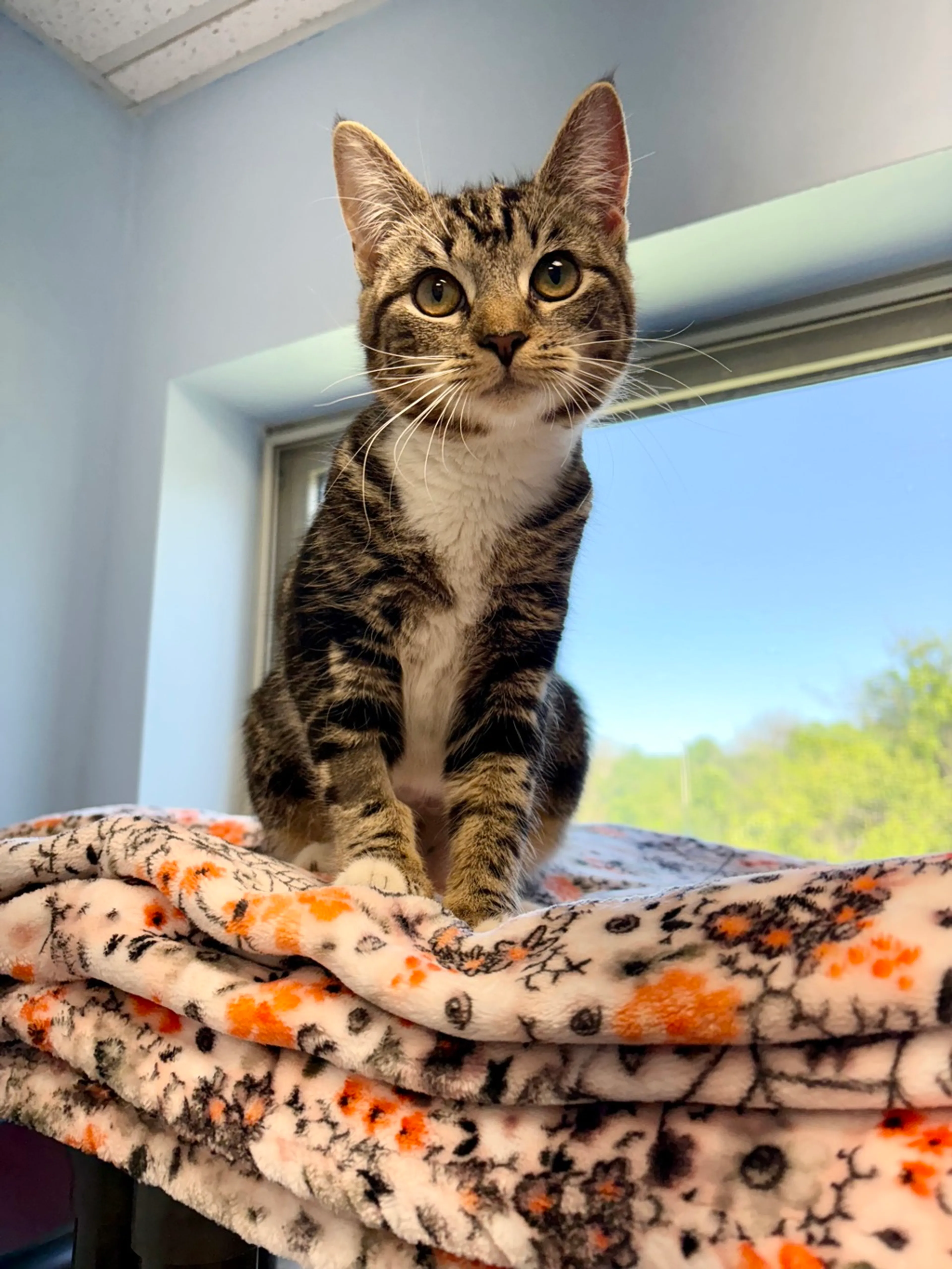 Found pet-1