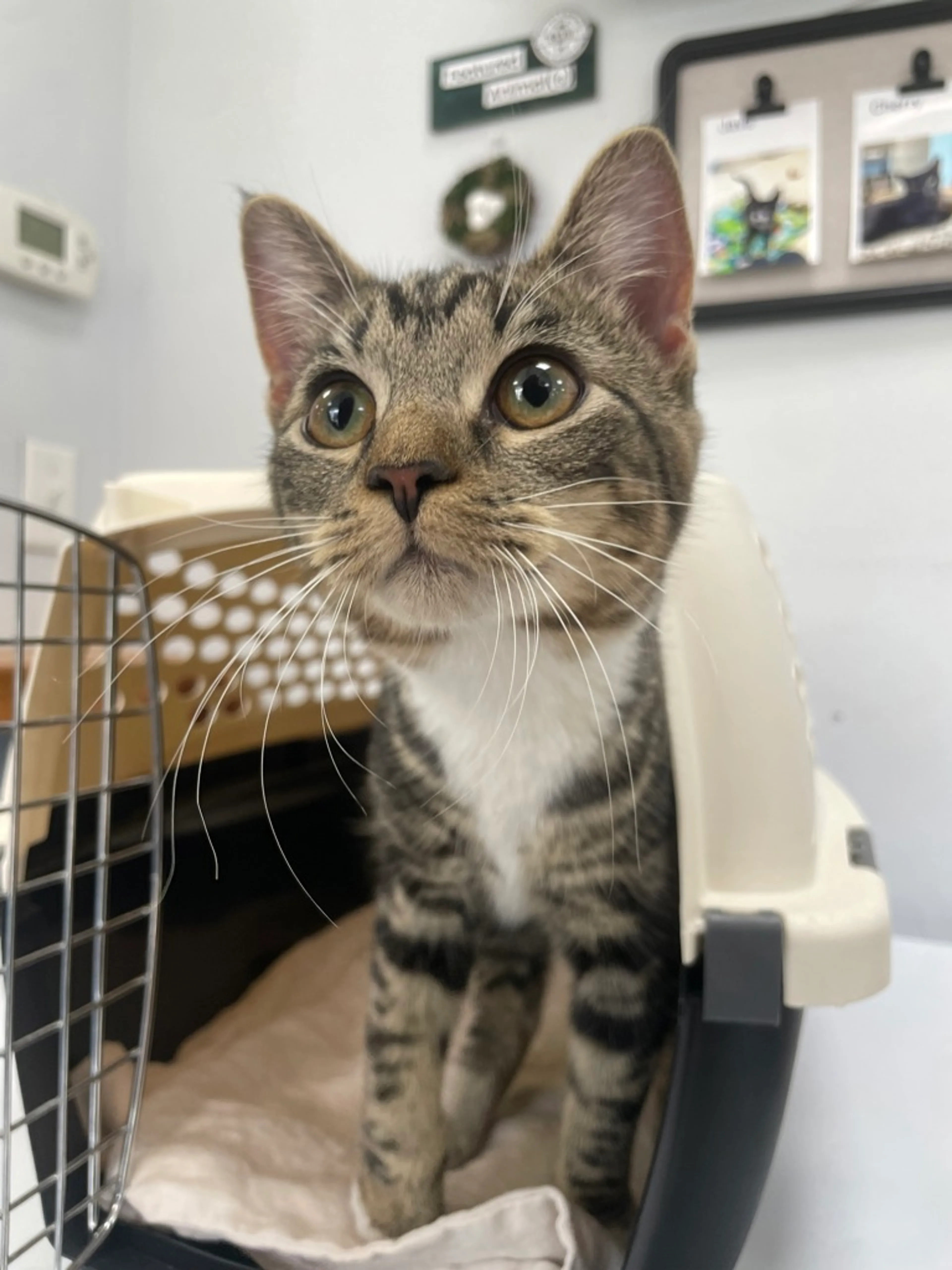 Found pet-4