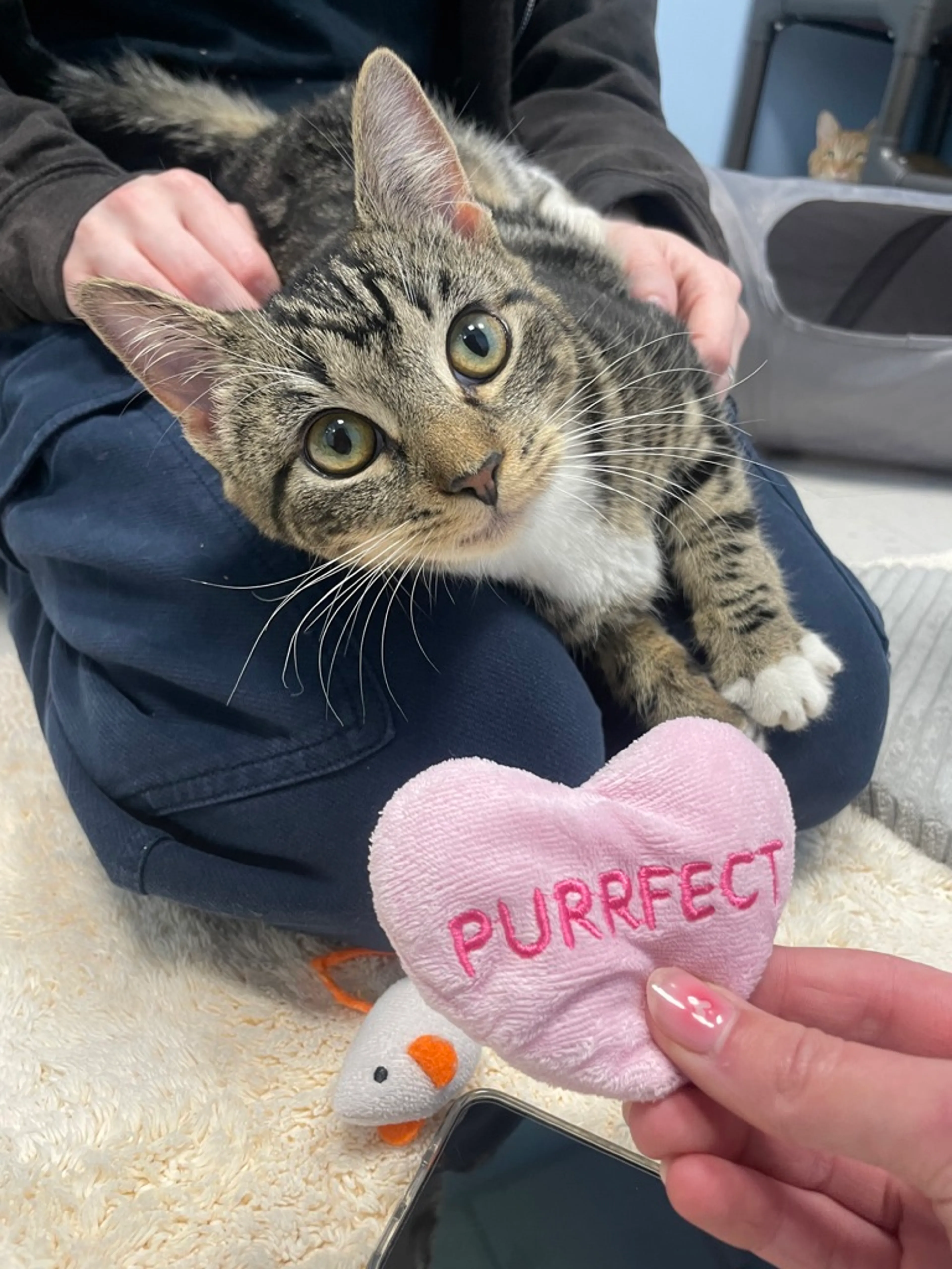 Found pet-3