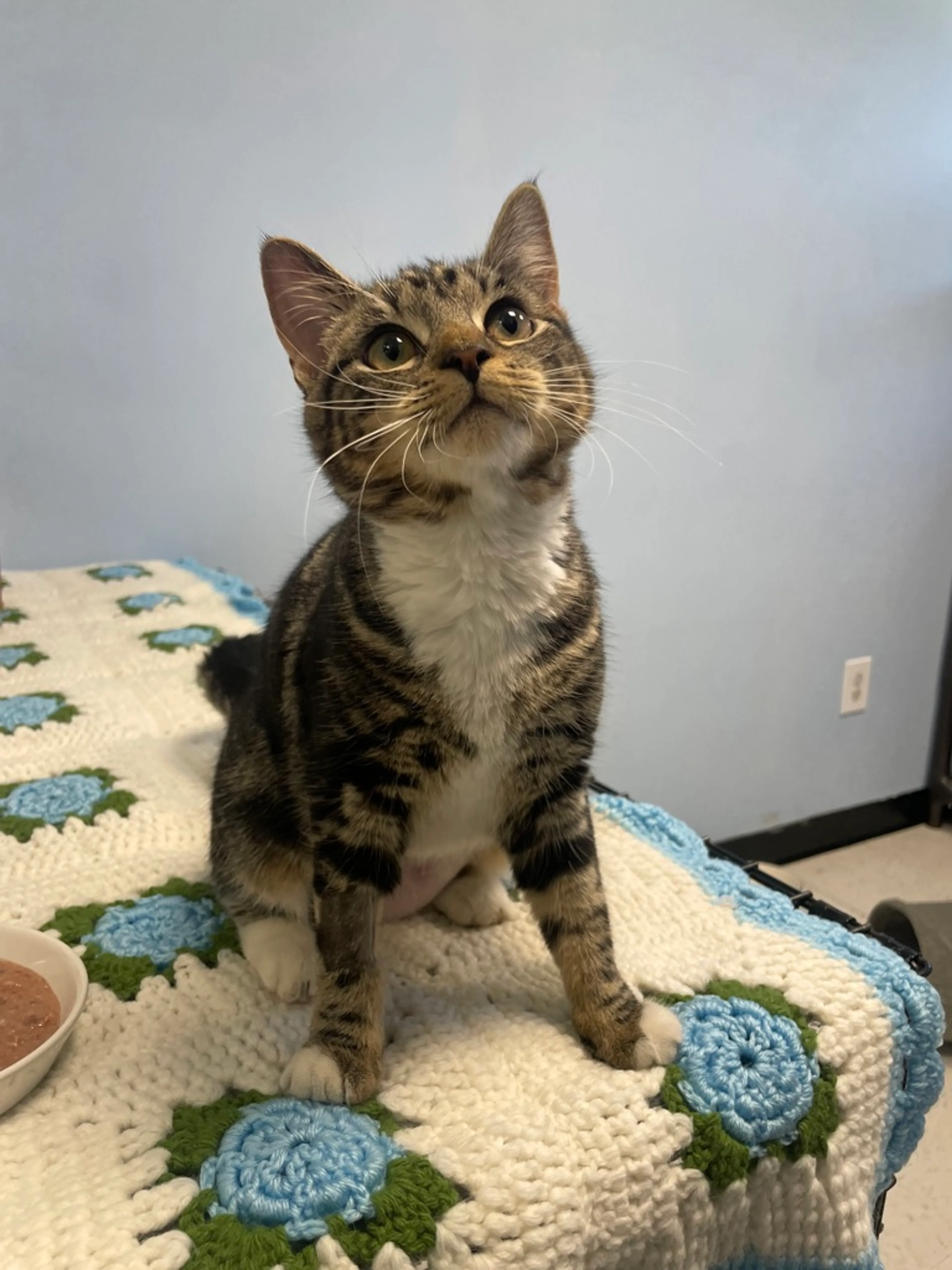 Found pet-2