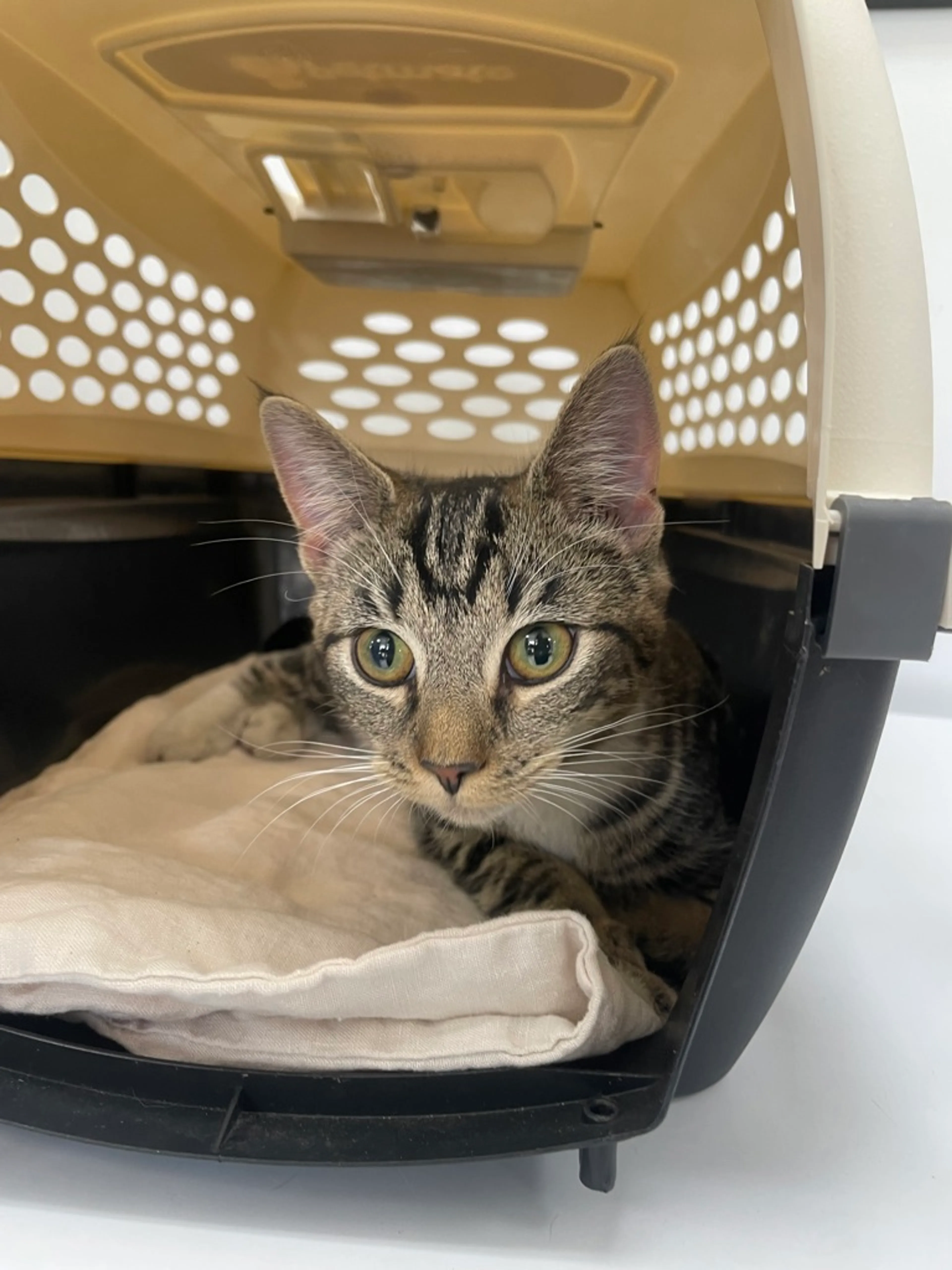Found pet-5