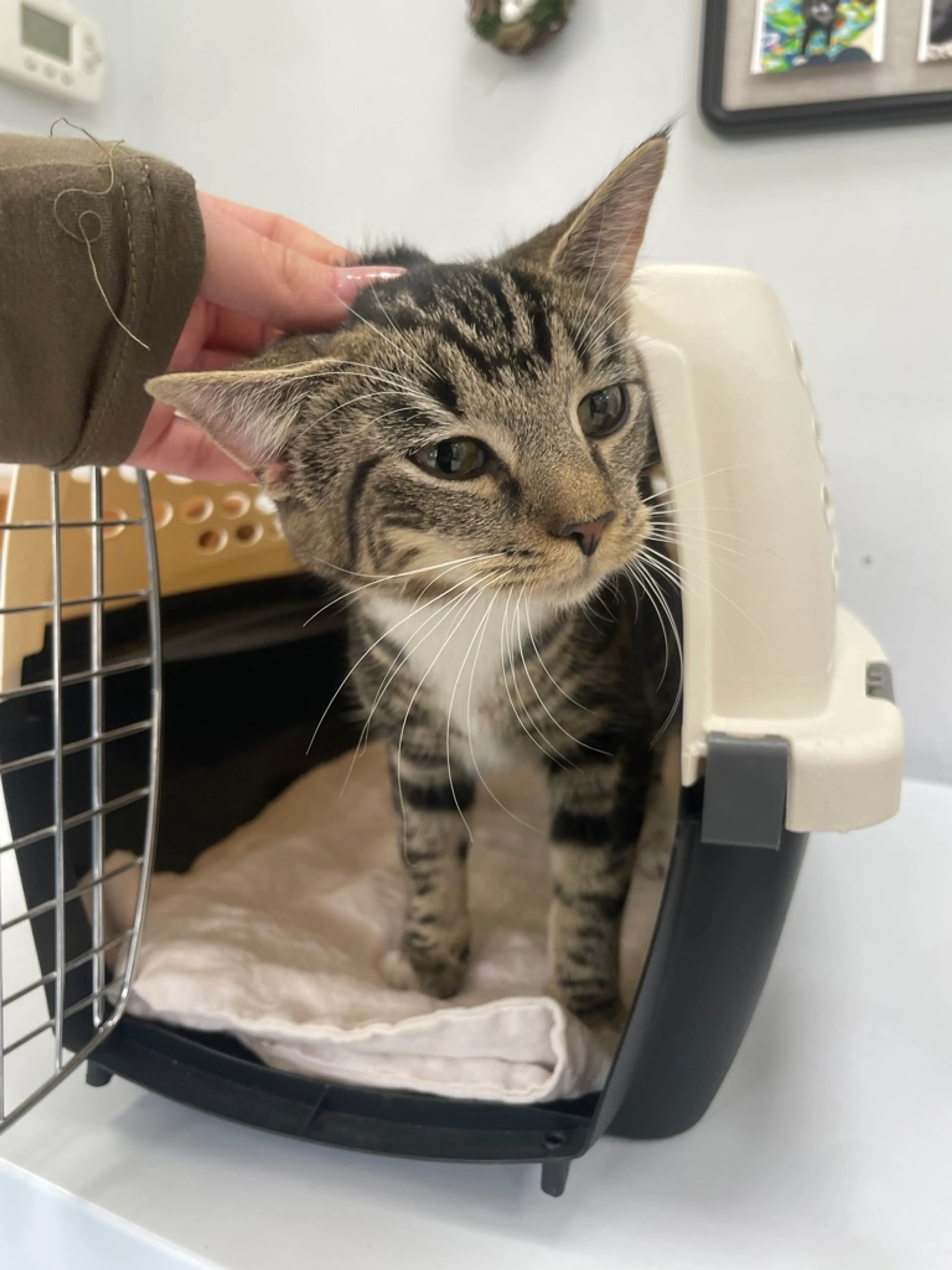 Found pet-6