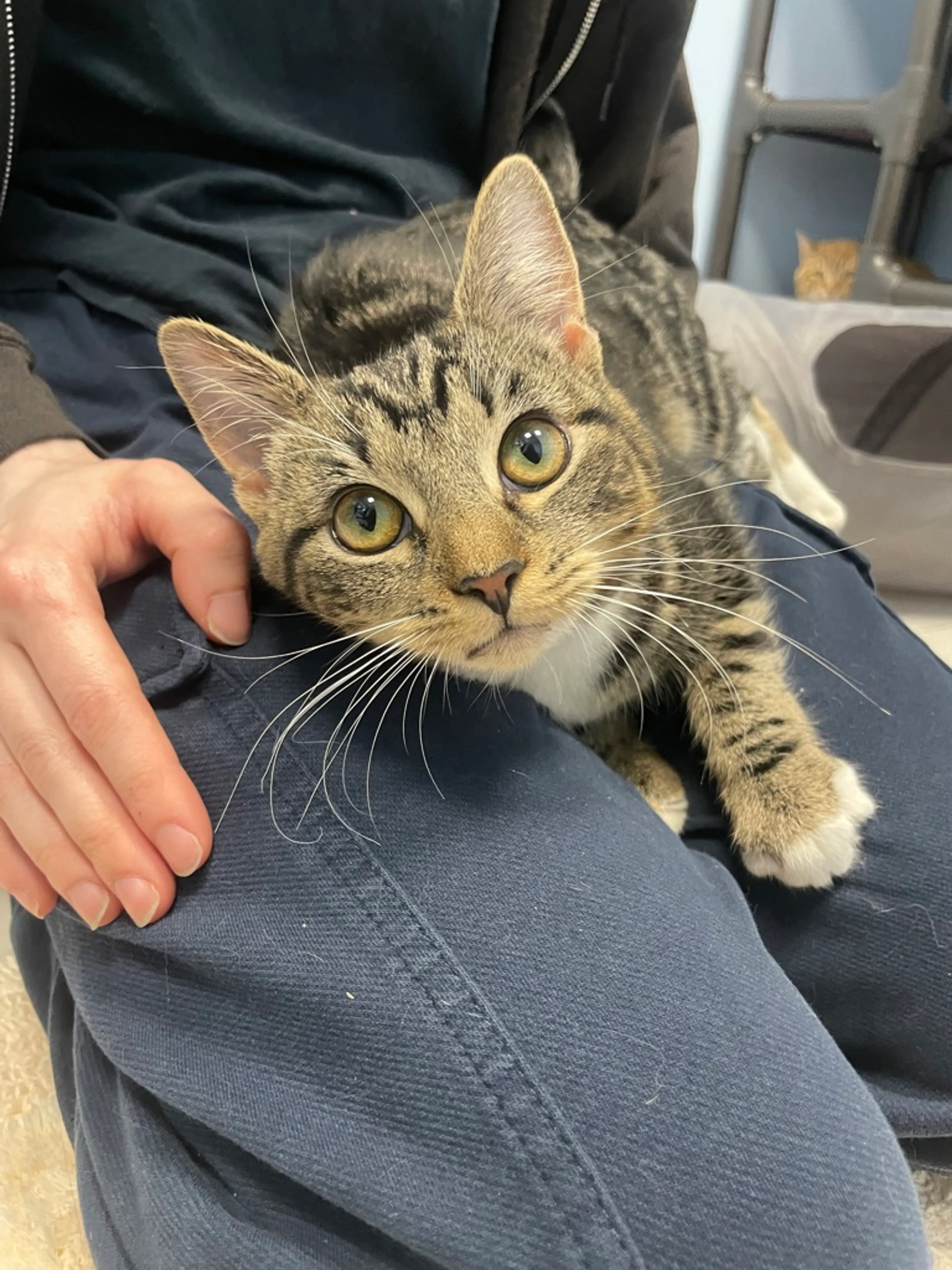 Found pet-0