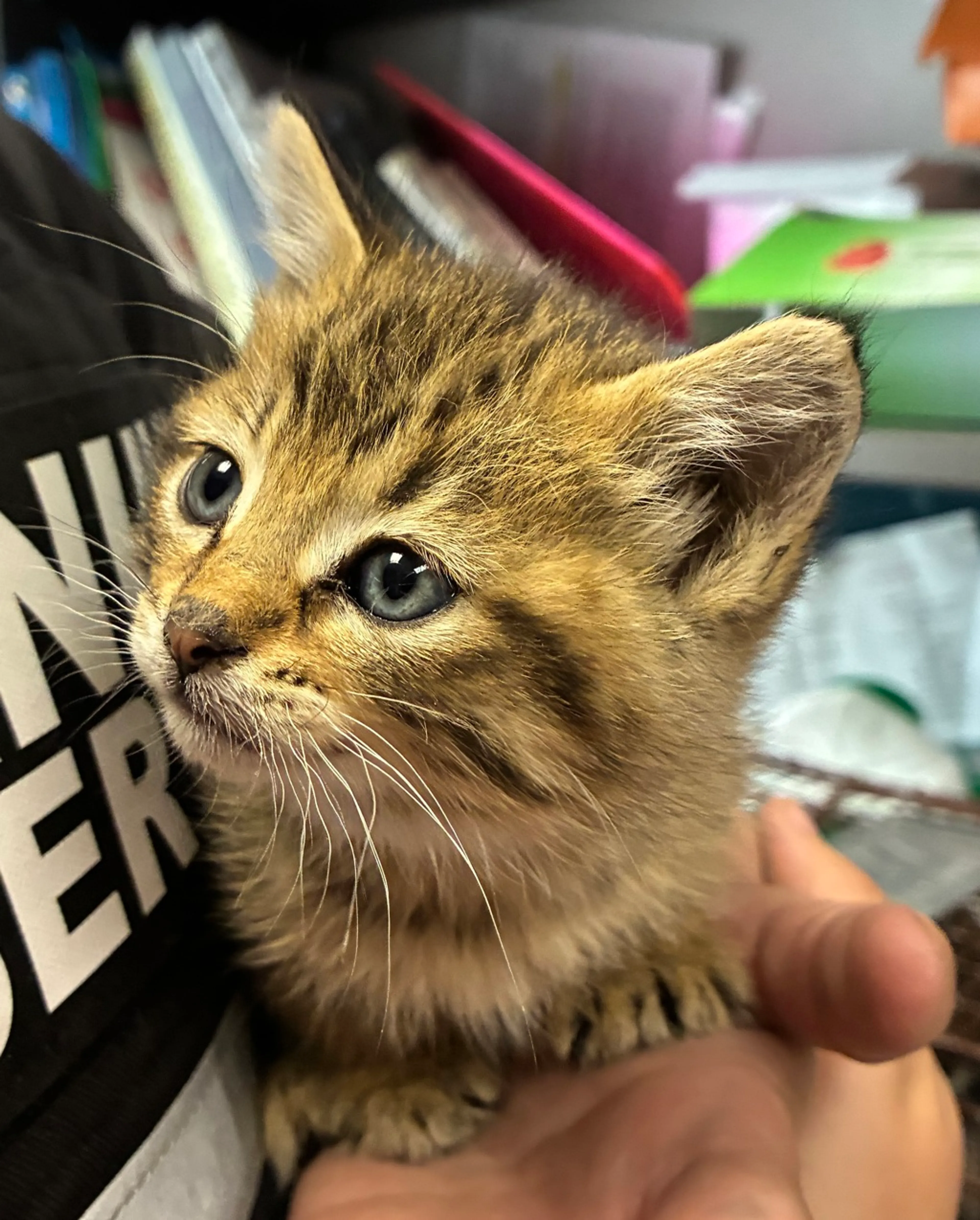 Found pet