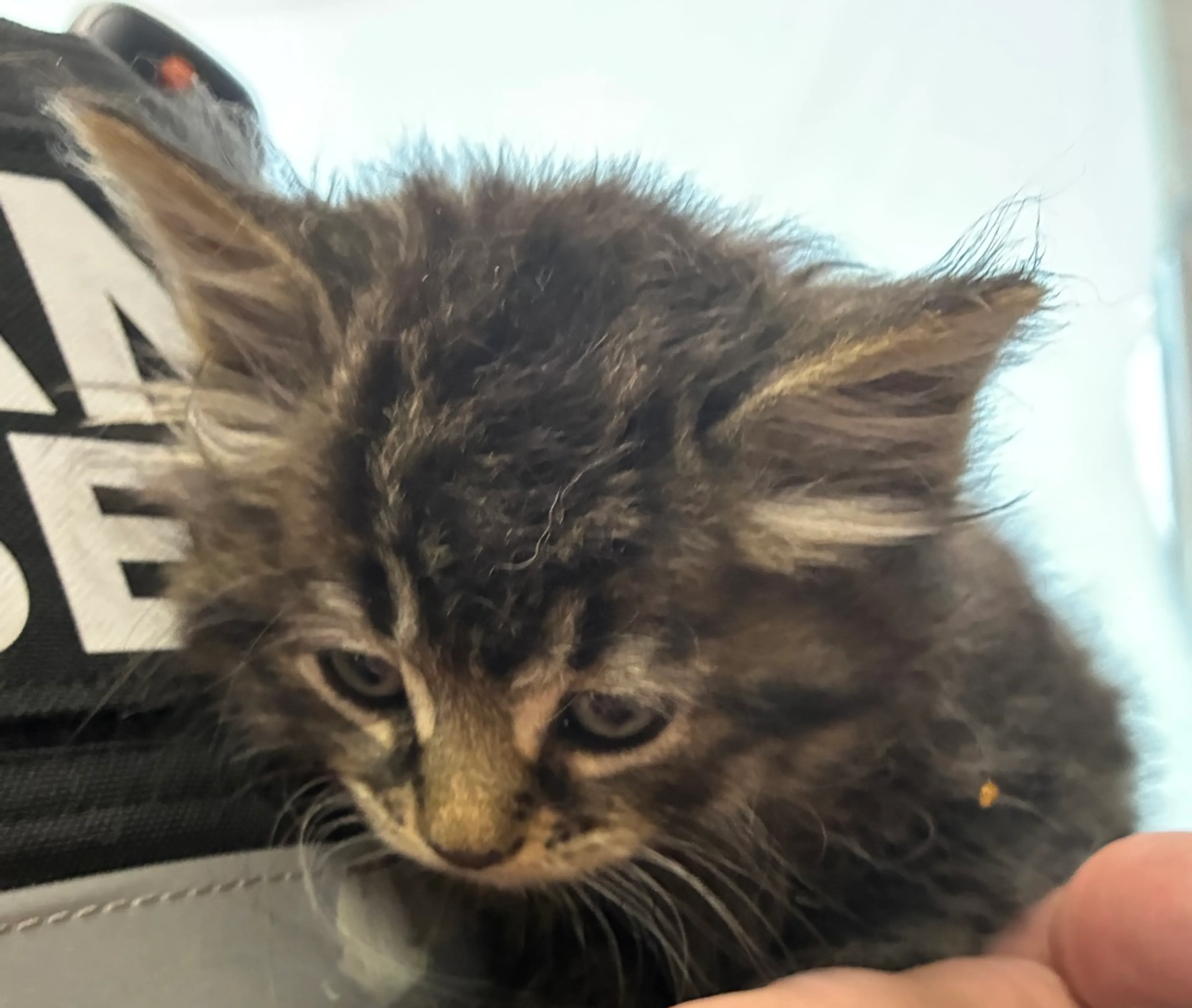 Found pet