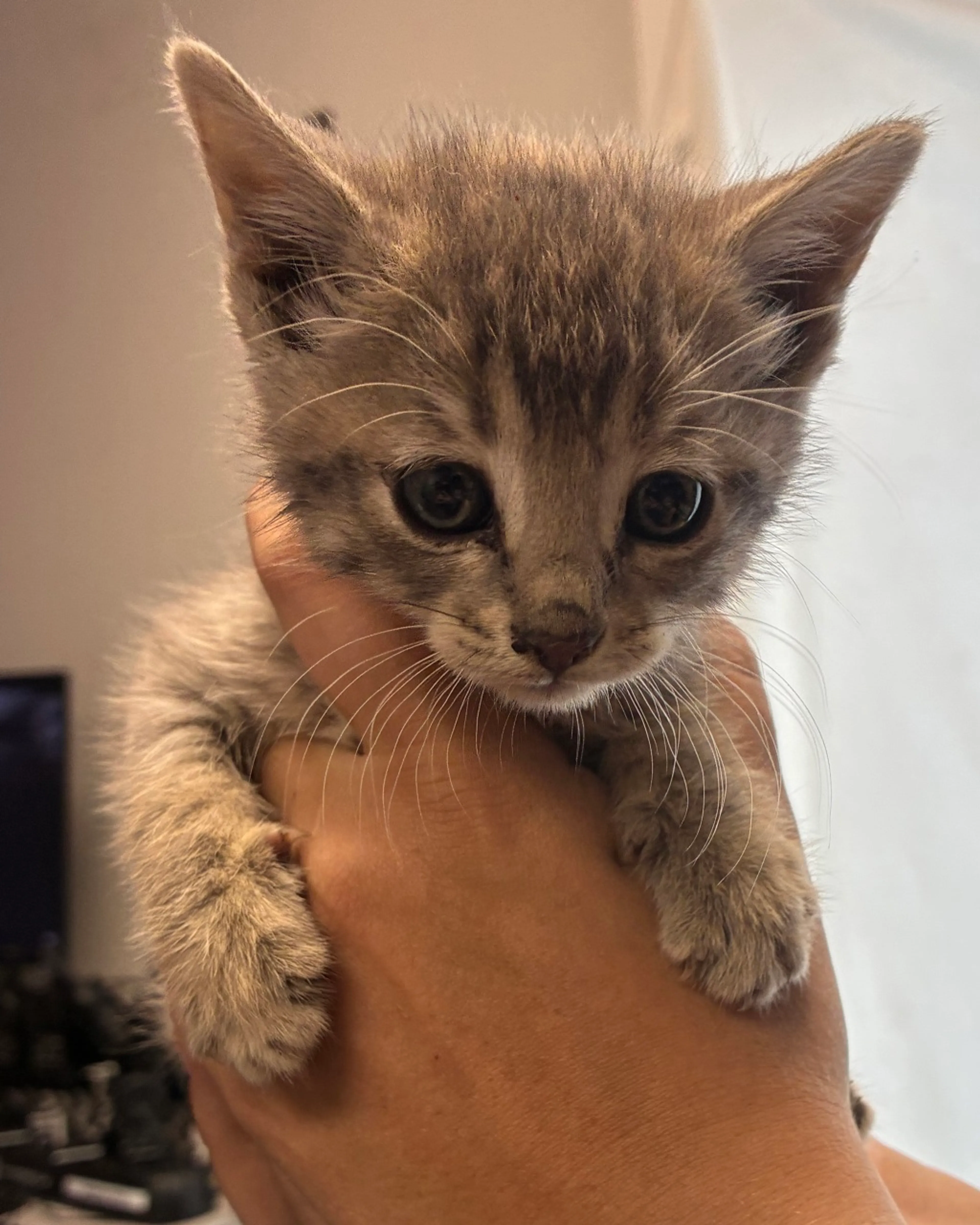 Found pet