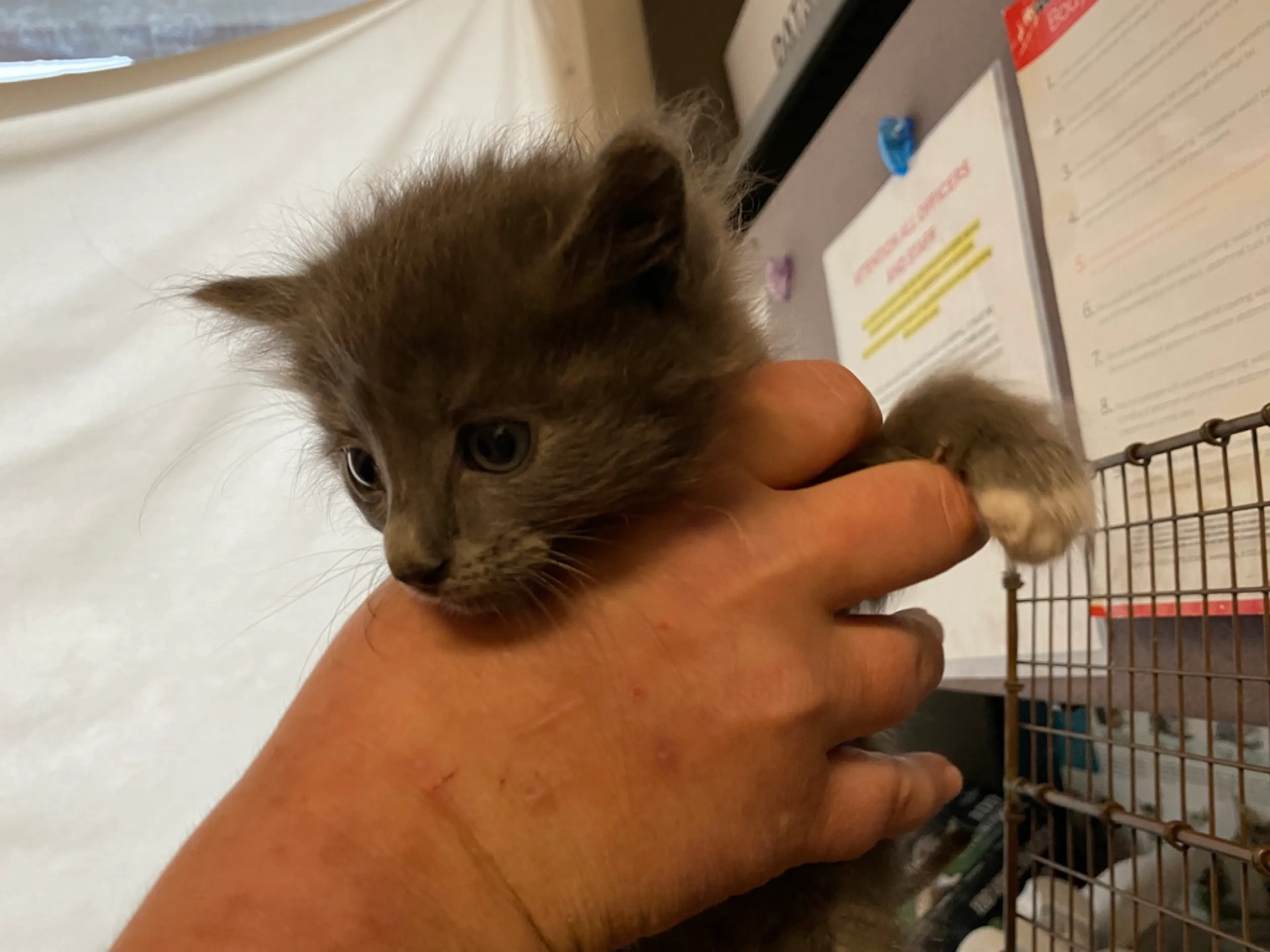 Found pet