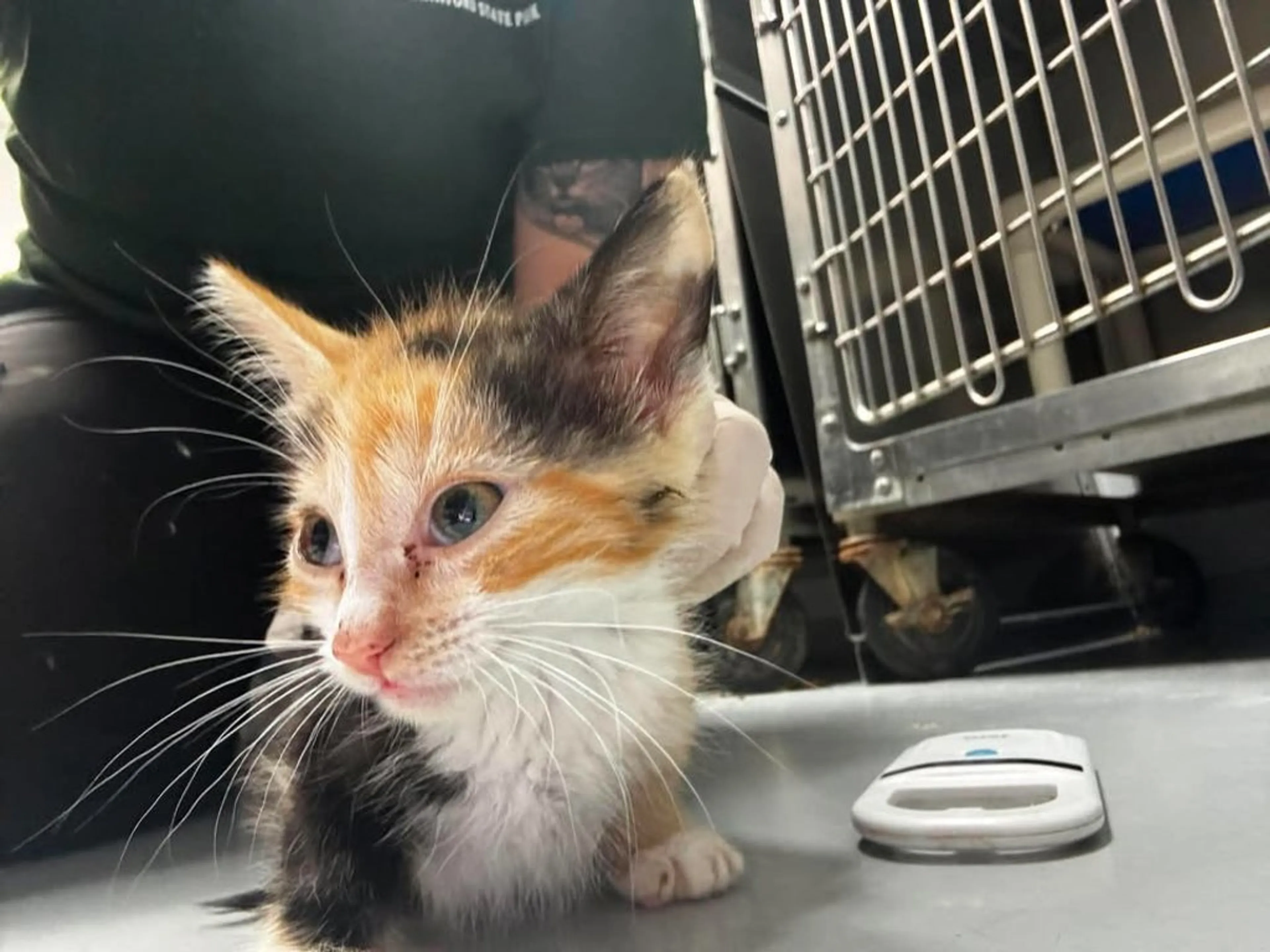 Found pet