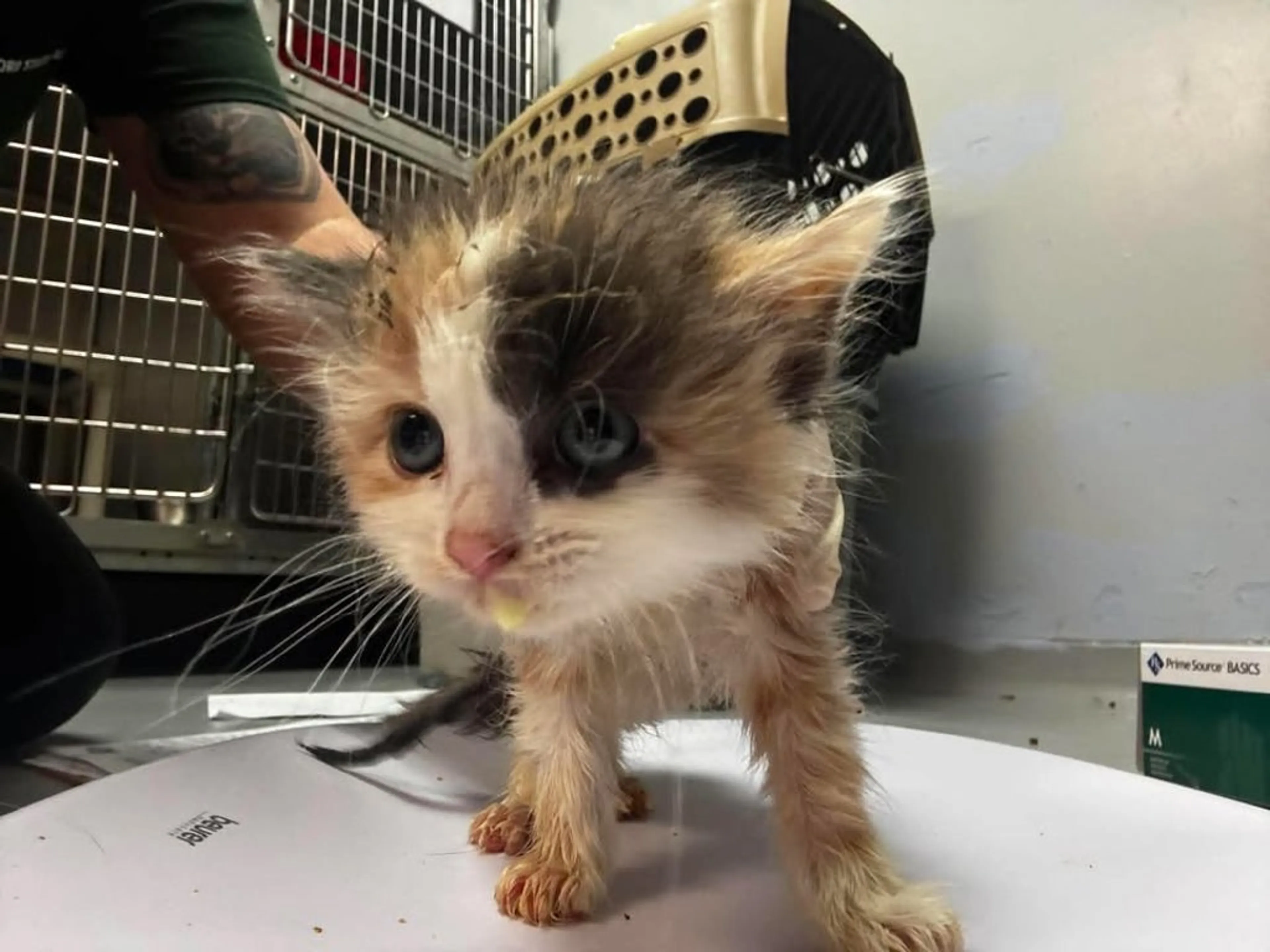 Found pet