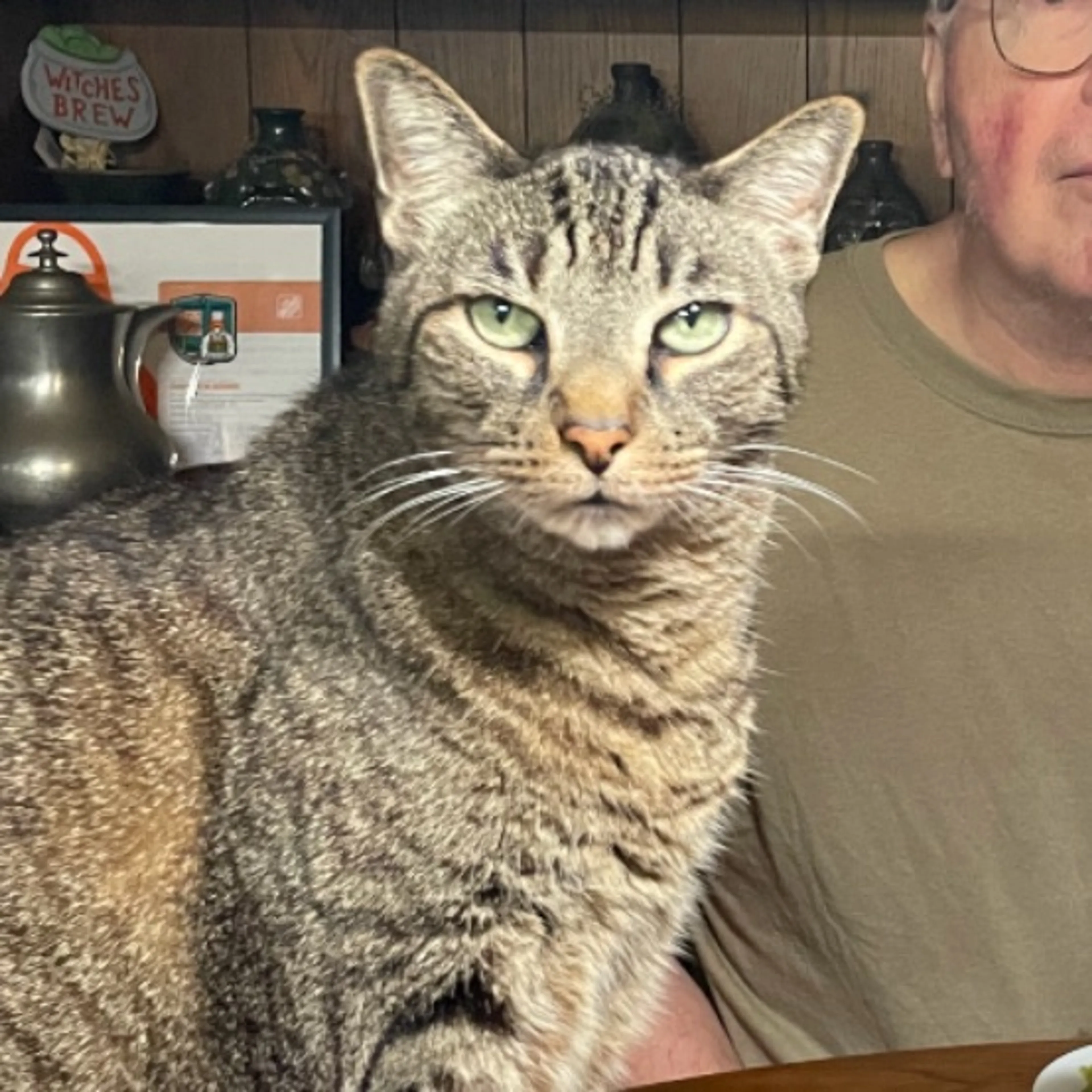 Lost pet-0