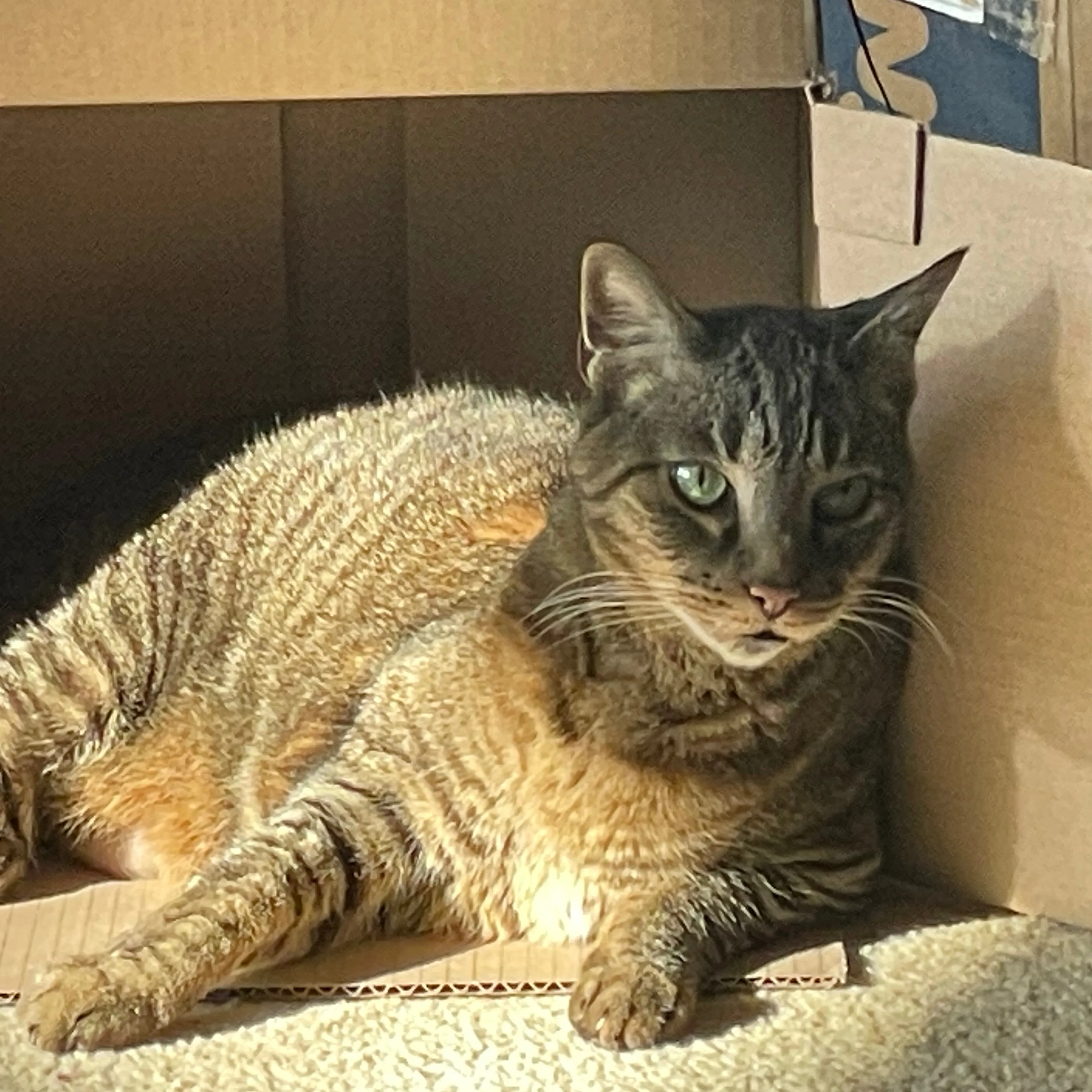 Lost pet-1