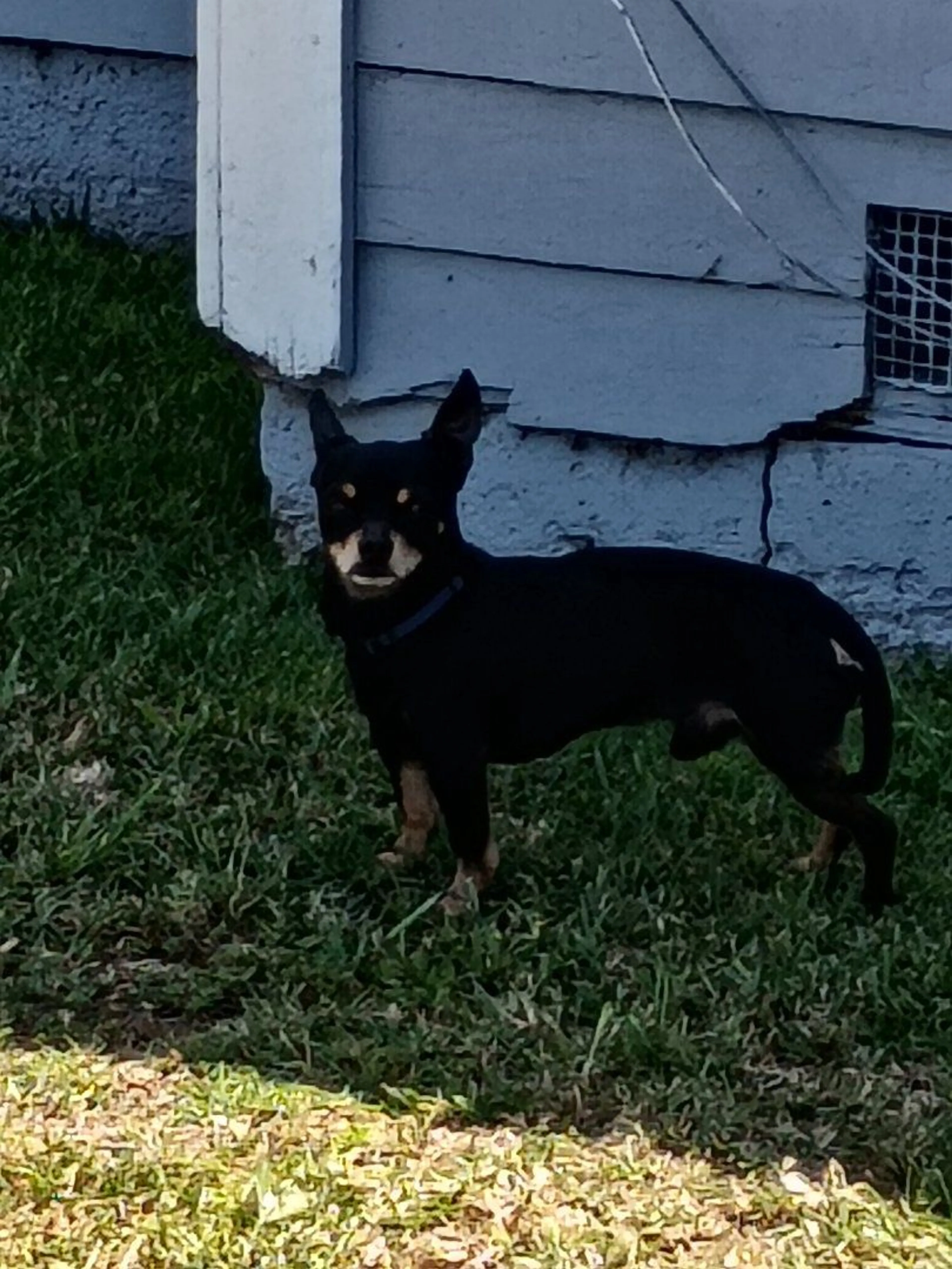 Lost pet