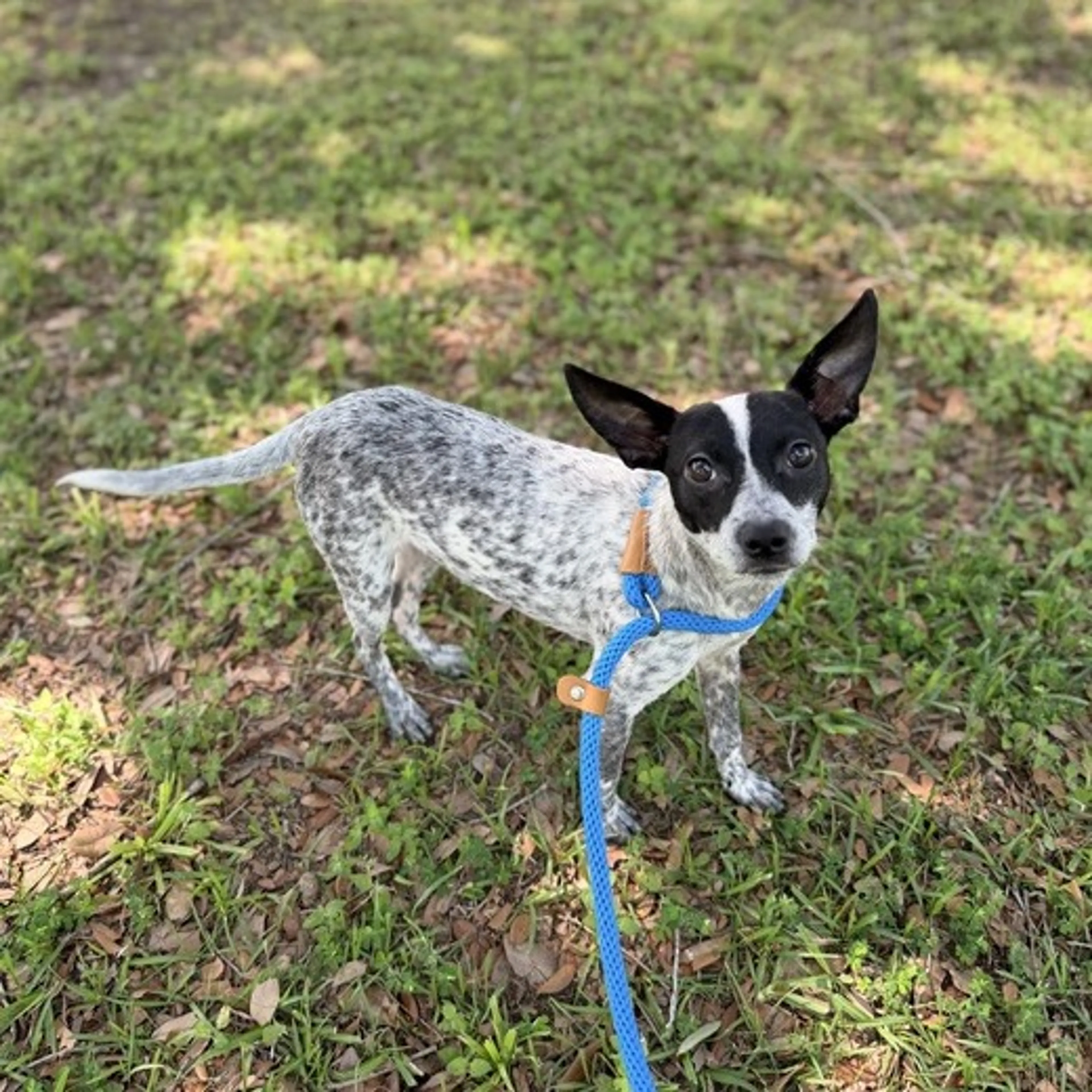 Found pet-0