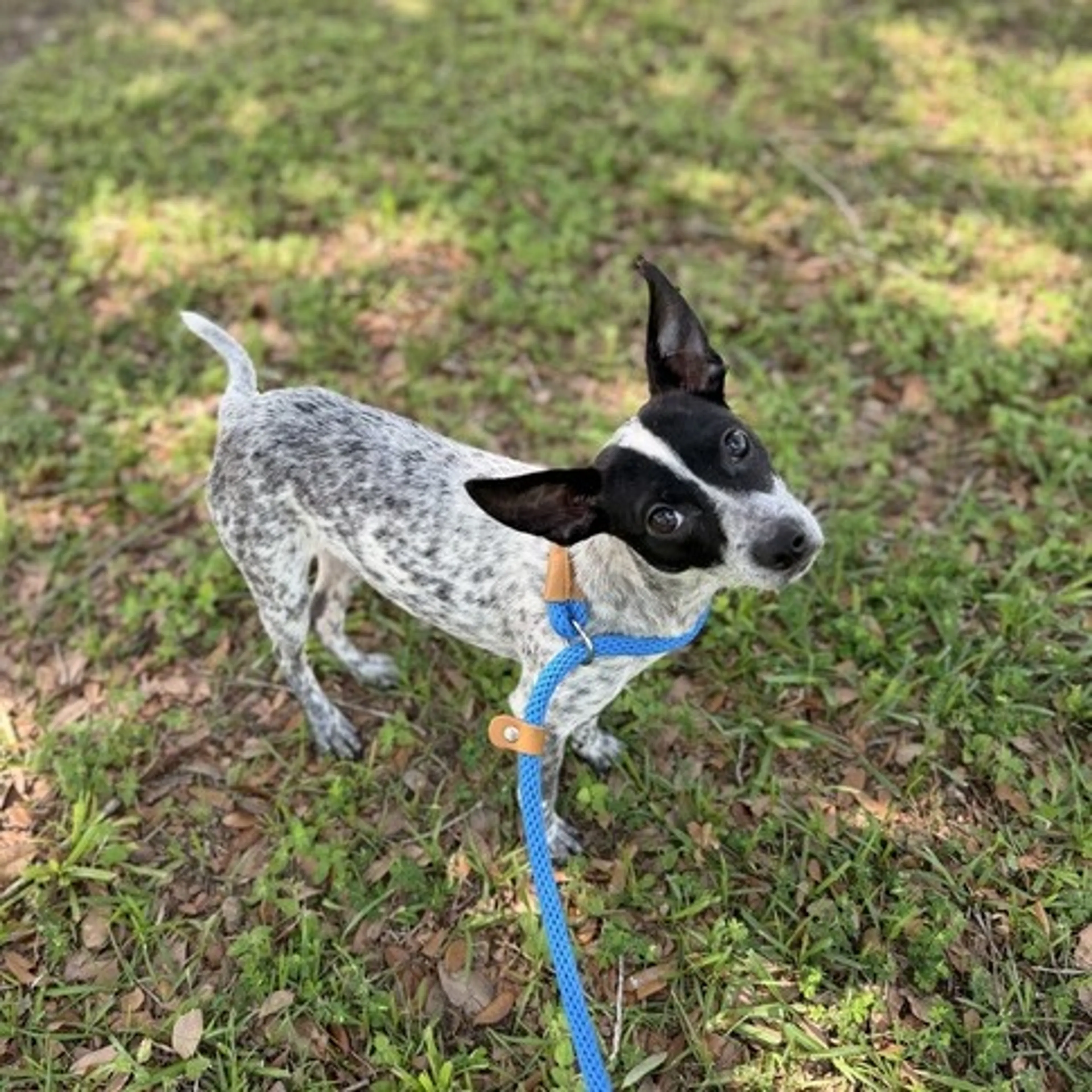 Found pet-1