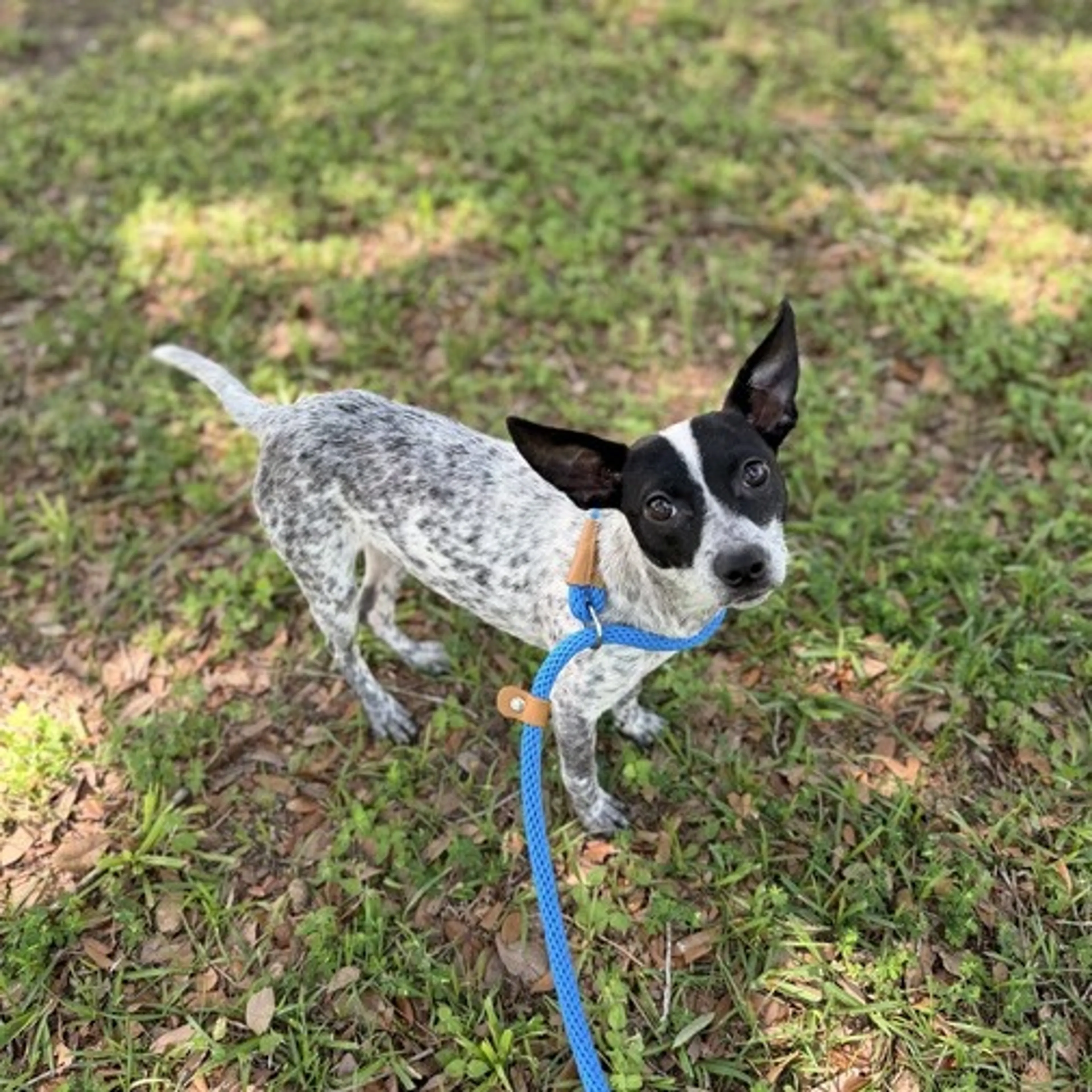 Found pet-3