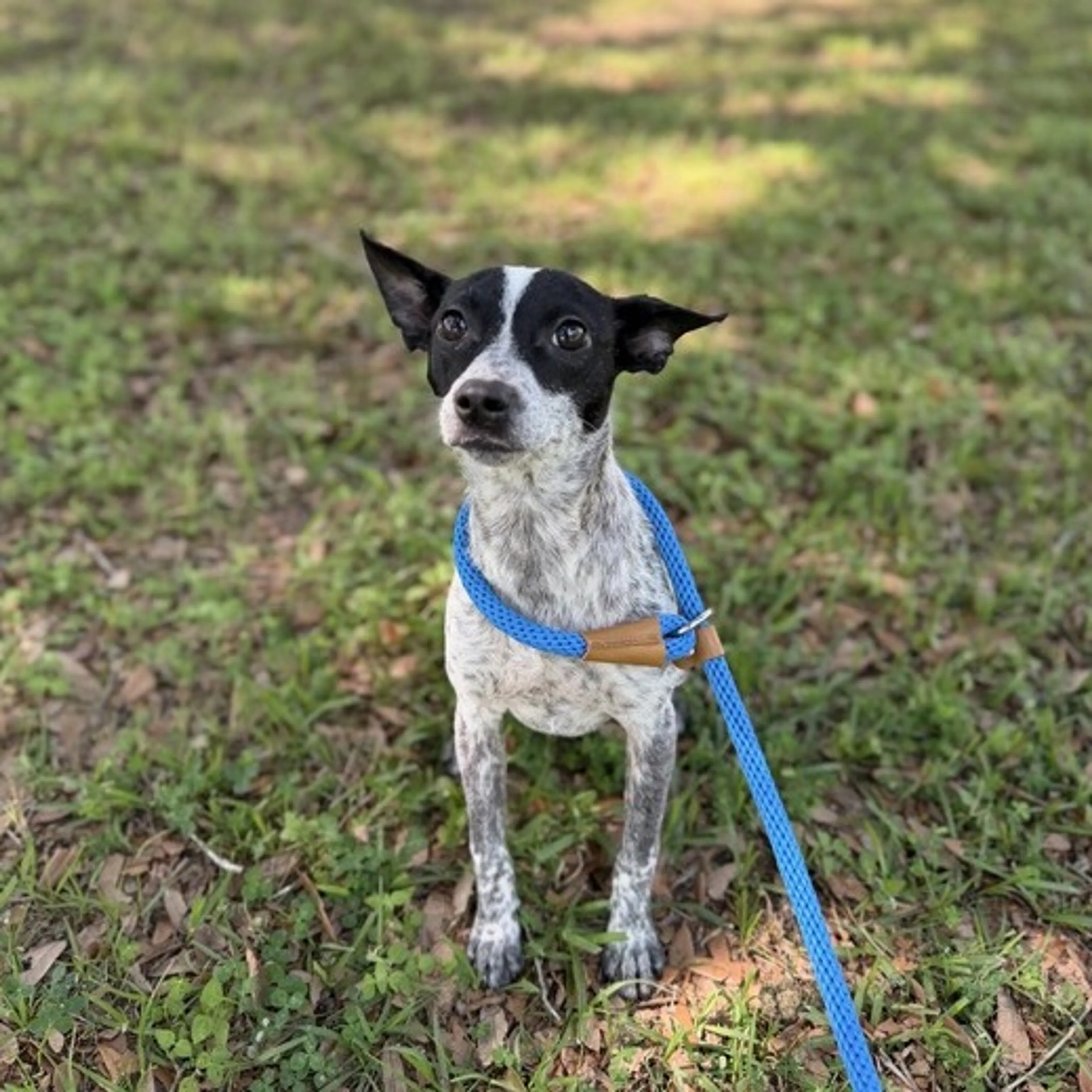 Found pet-2