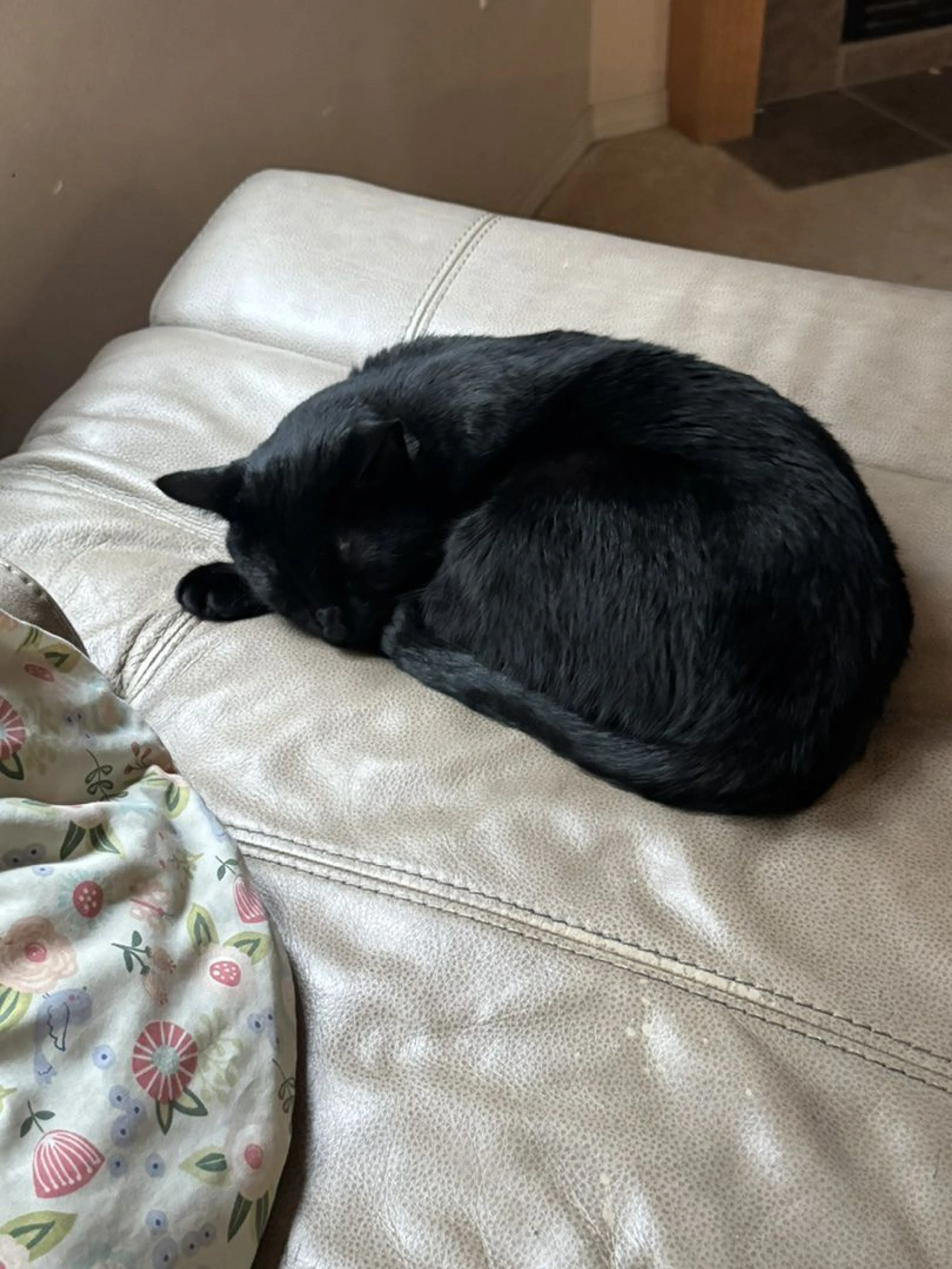 Lost pet