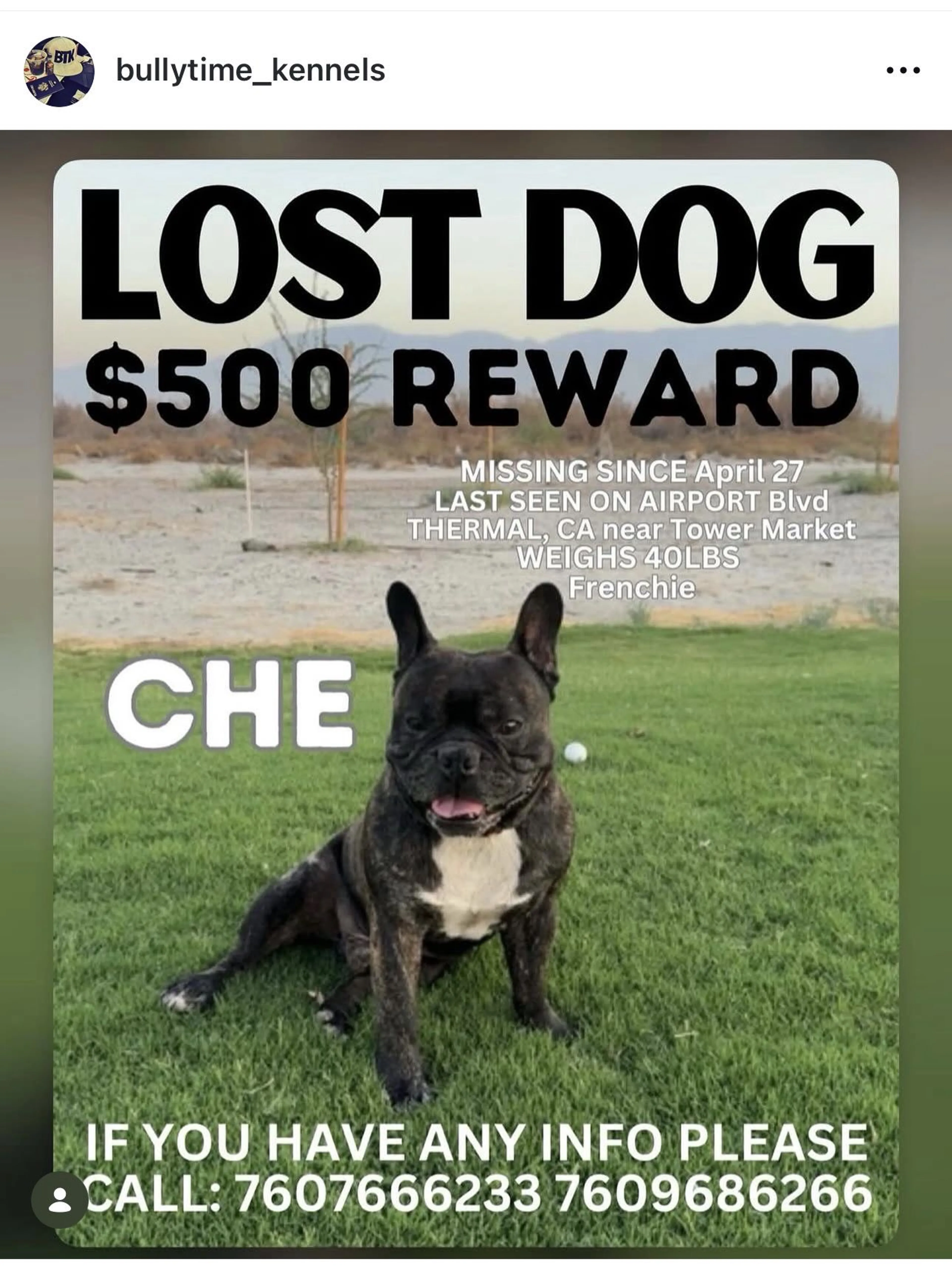 Lost pet