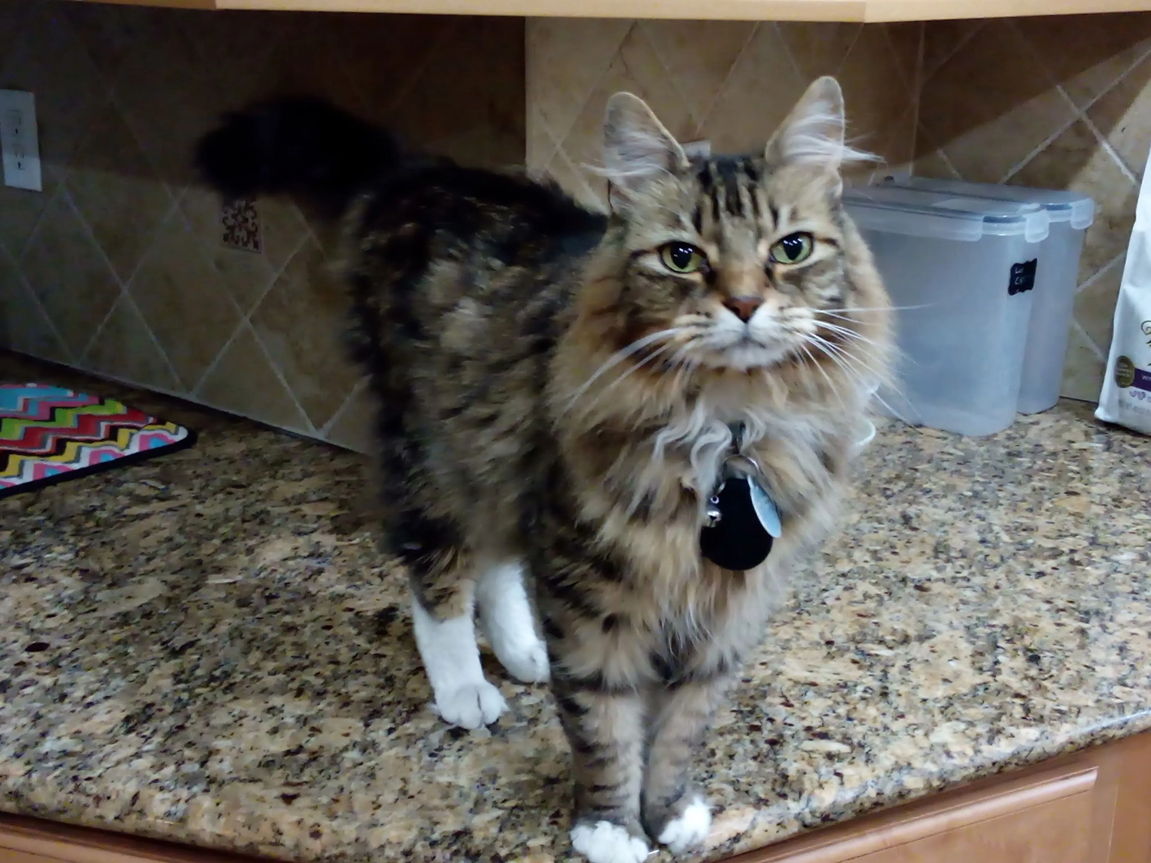 Lost pet-2