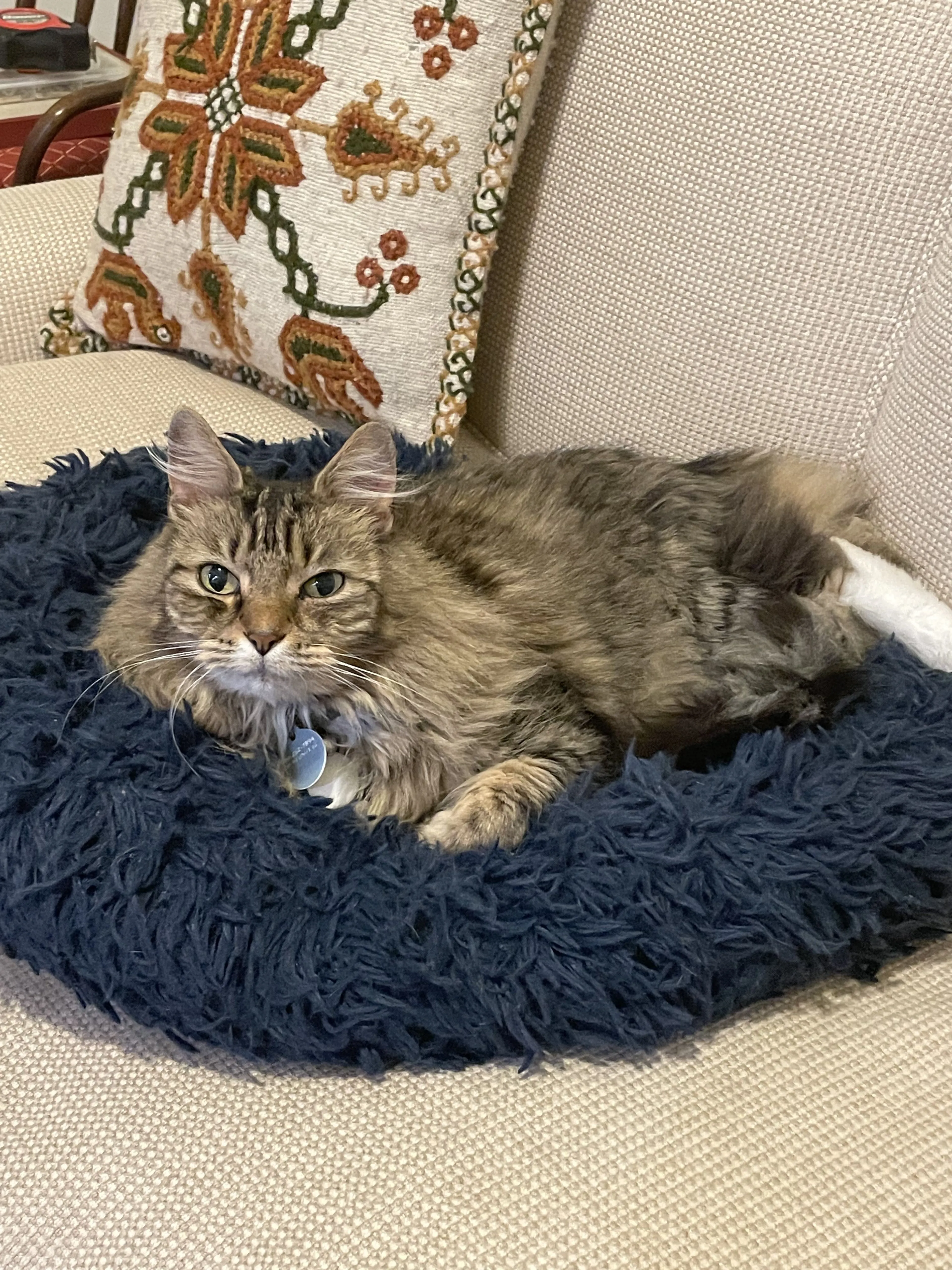 Lost pet-1