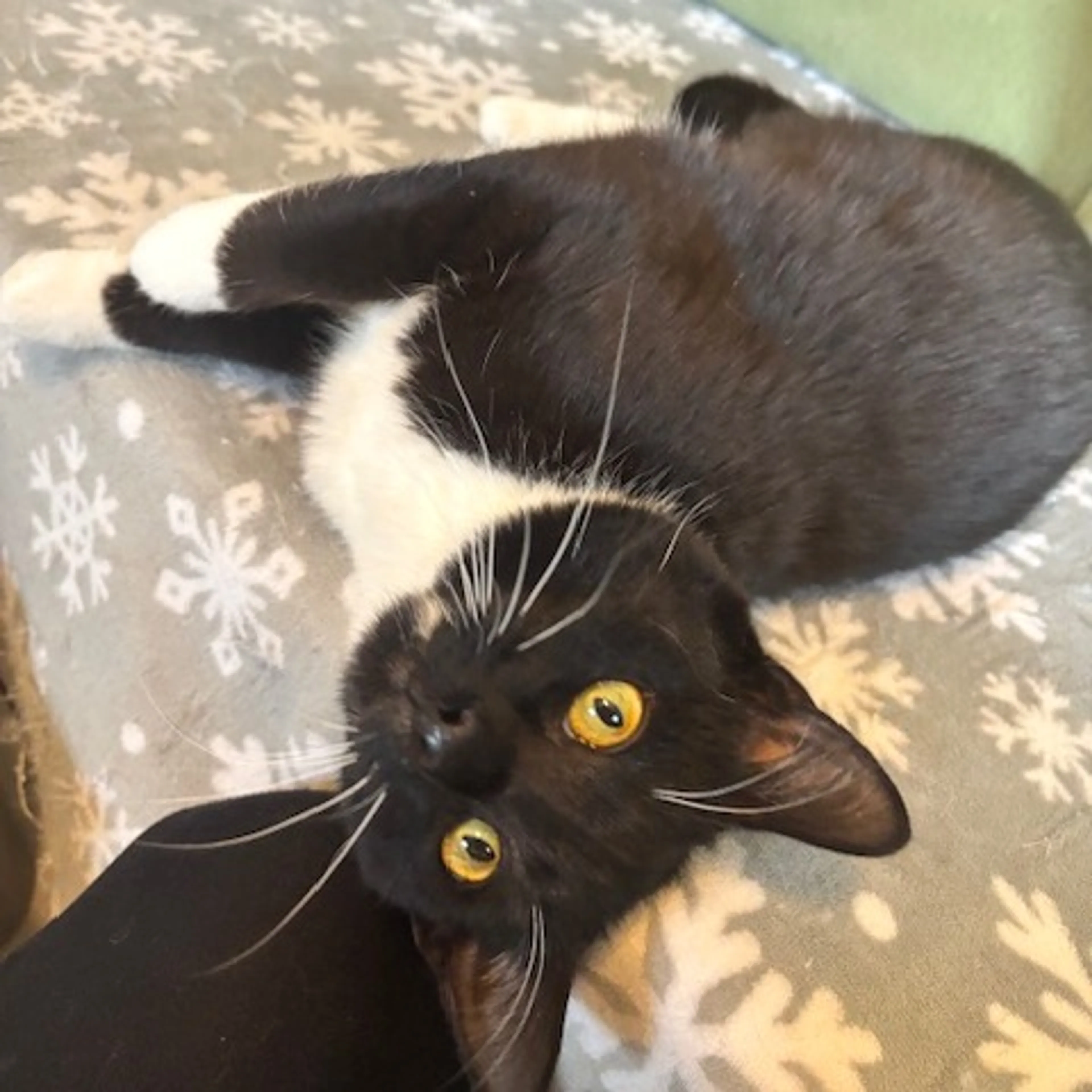Found pet-1