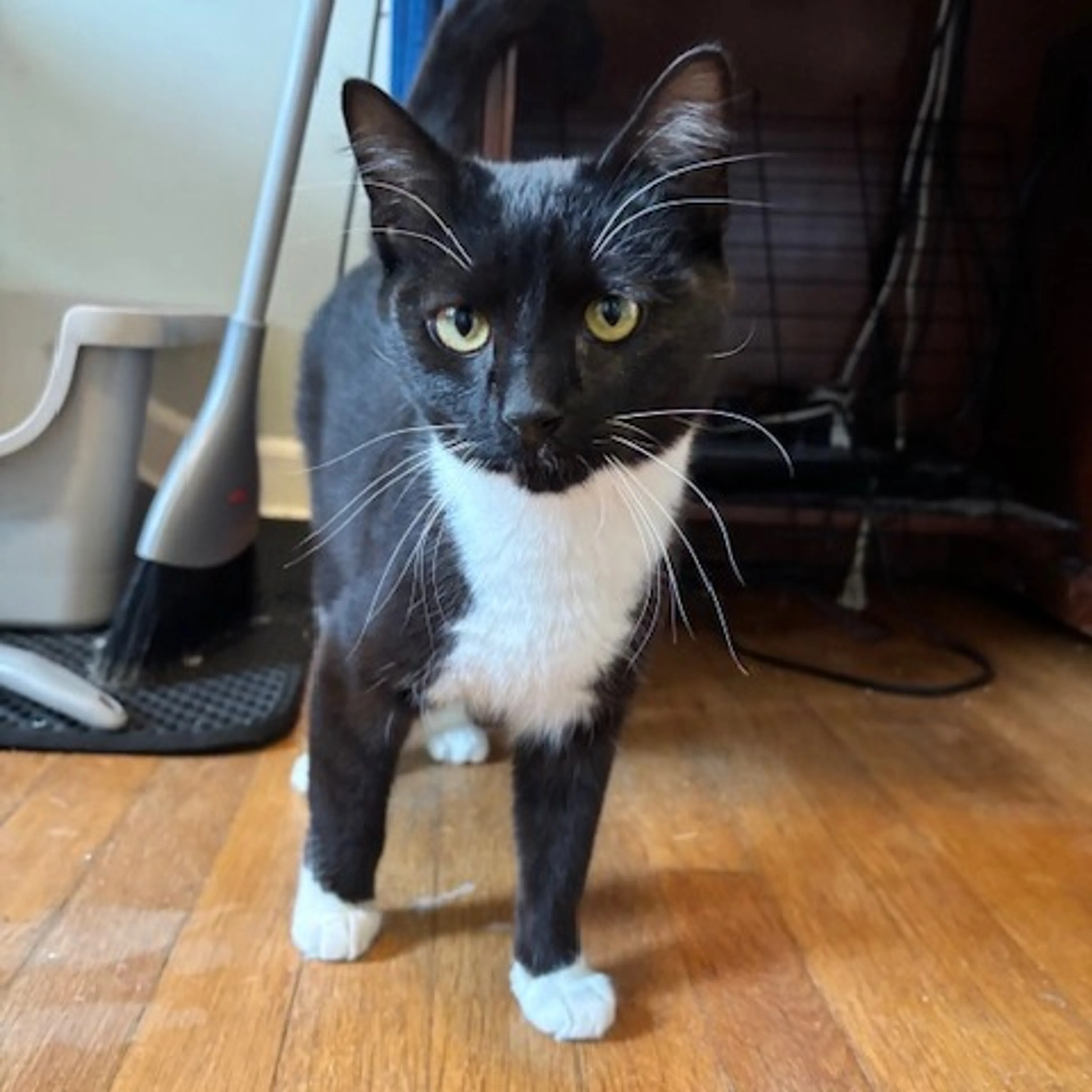 Found pet-2