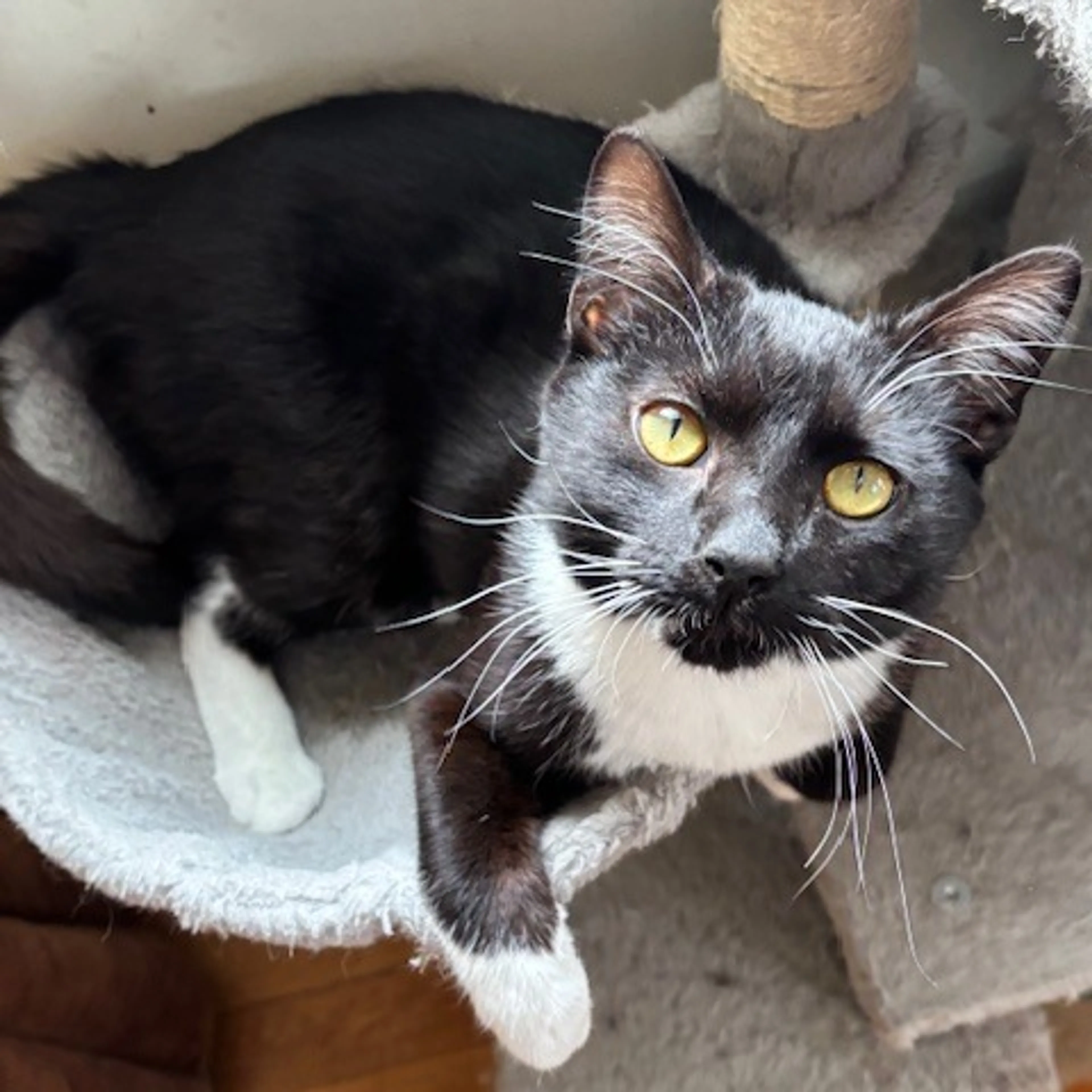 Found pet-5